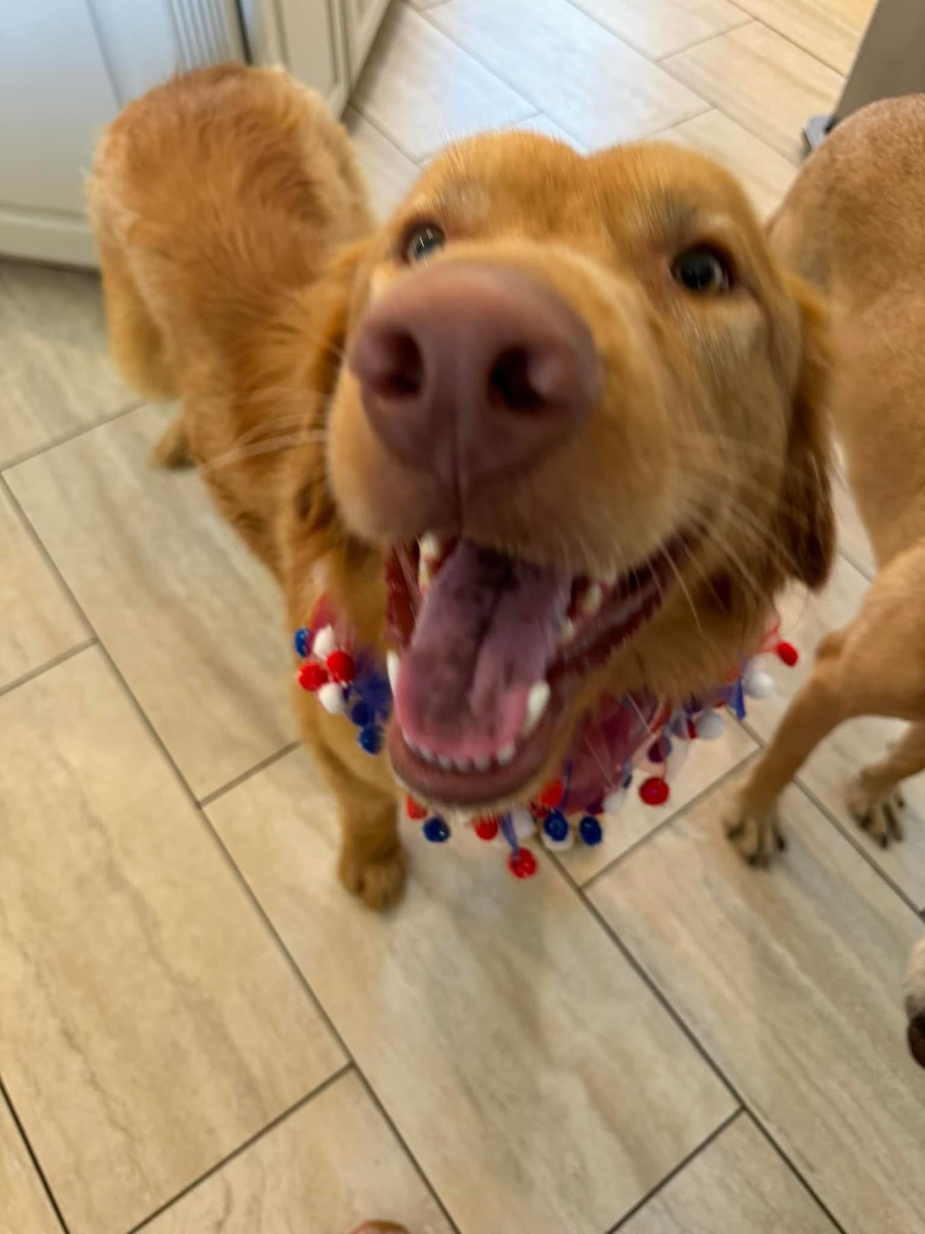 Enlarge Rufus, a Adopted Golden Retriever in Southlake, TX image 4/4