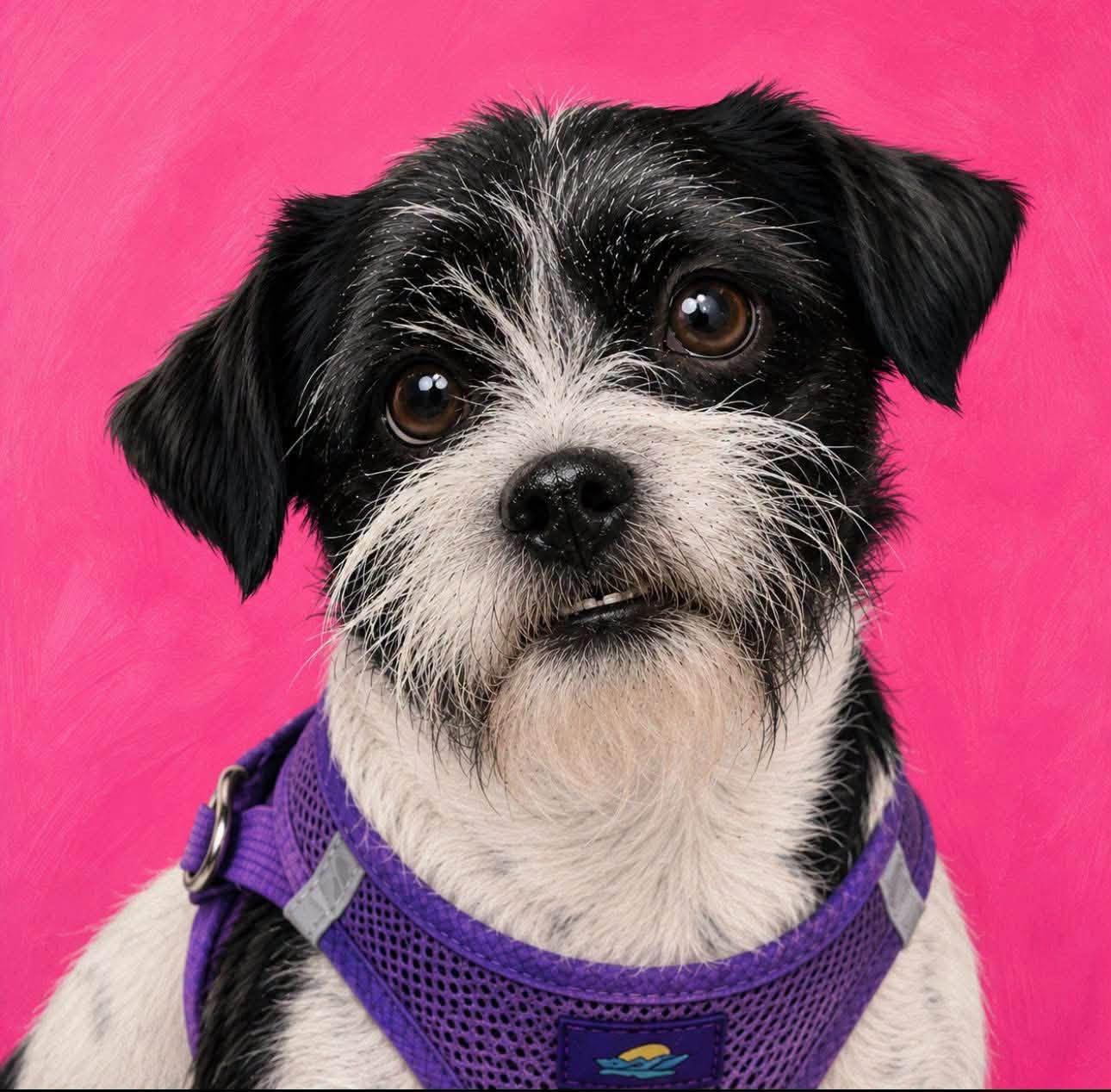 Enlarge Toot, a ADOPTABLE mixed breed in Brookfield, WI image 1/3