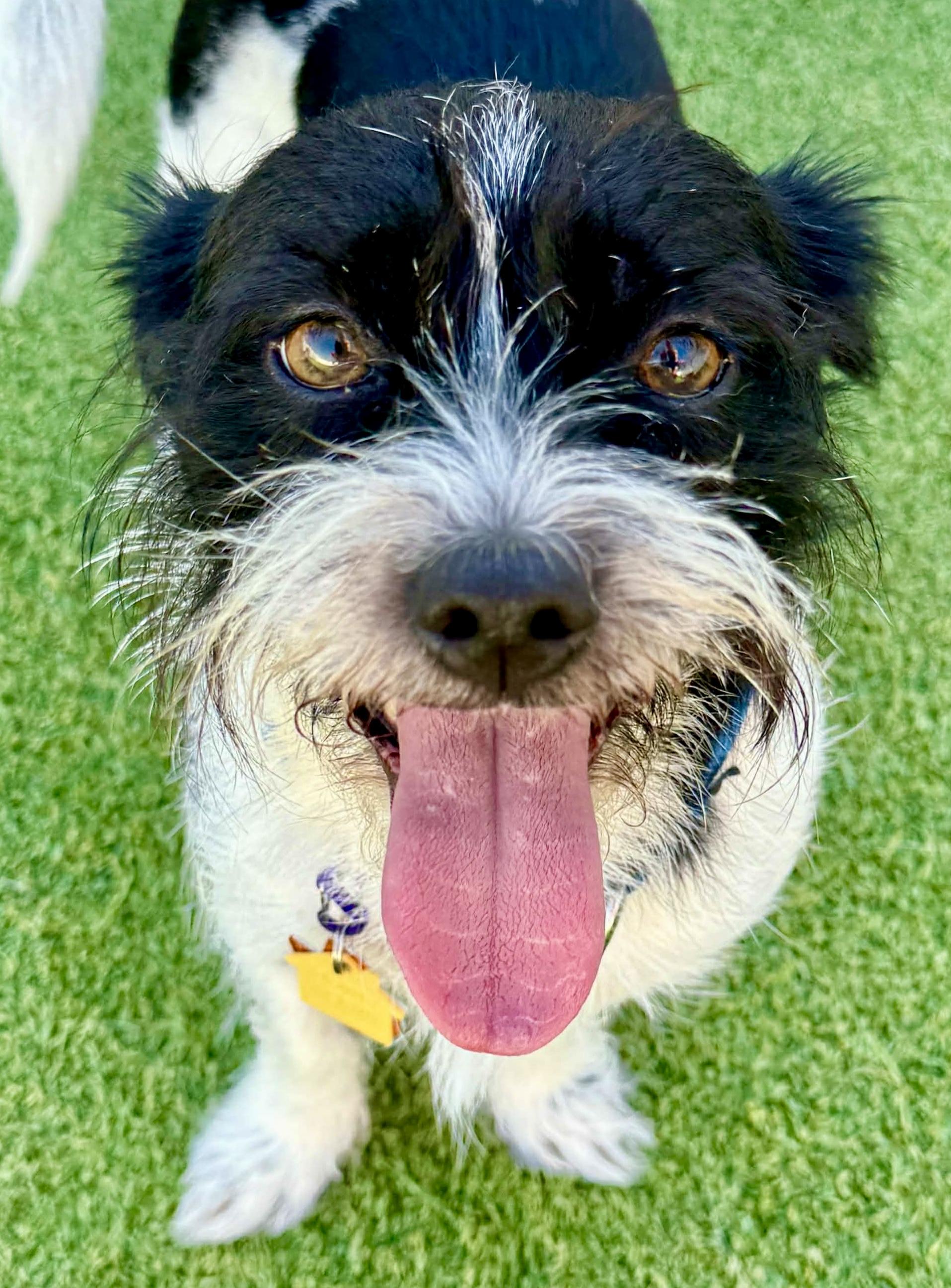 Enlarge Toot, a ADOPTABLE mixed breed in Brookfield, WI image 3/3