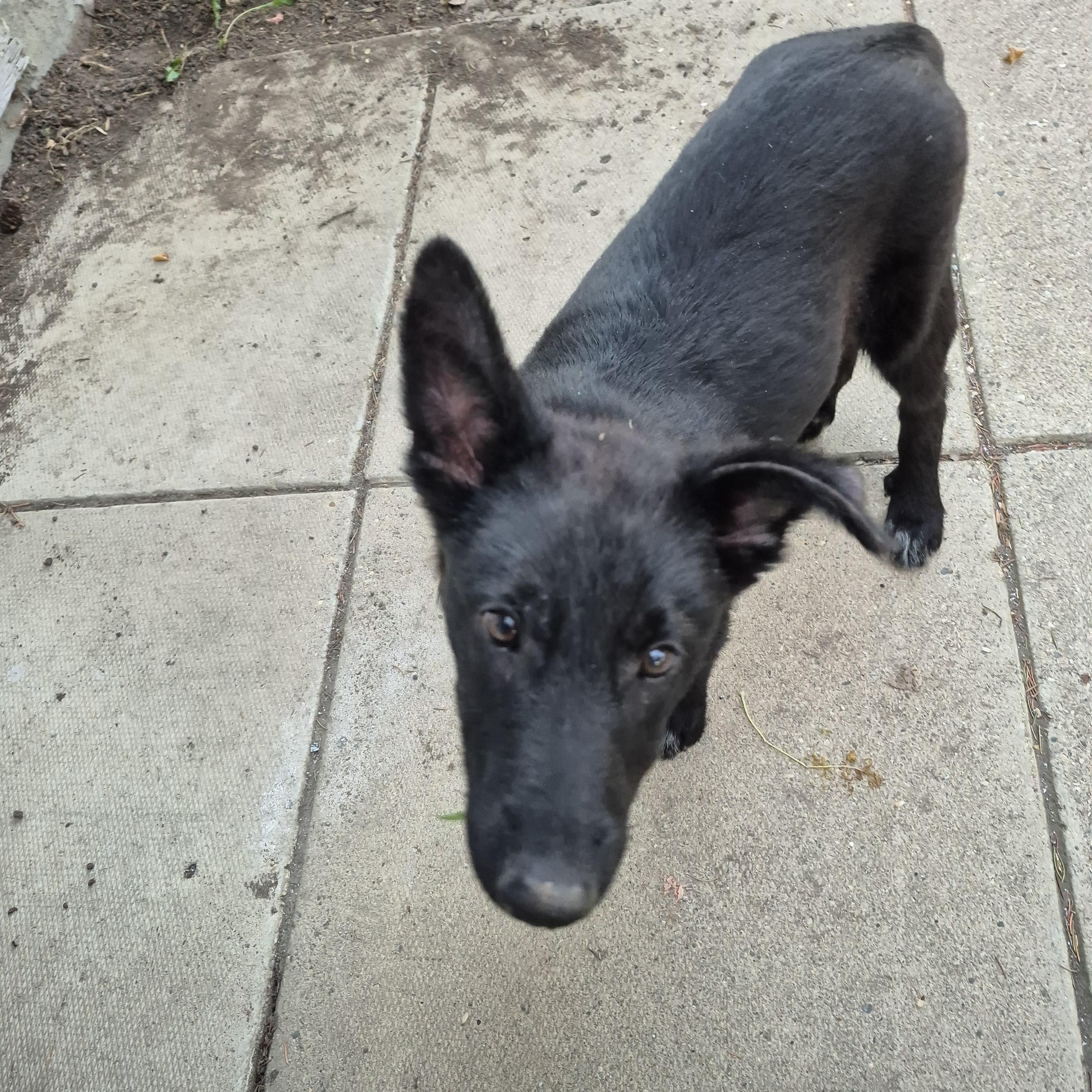 Remi, Adoptable, Puppy Male Mixed Breed.
