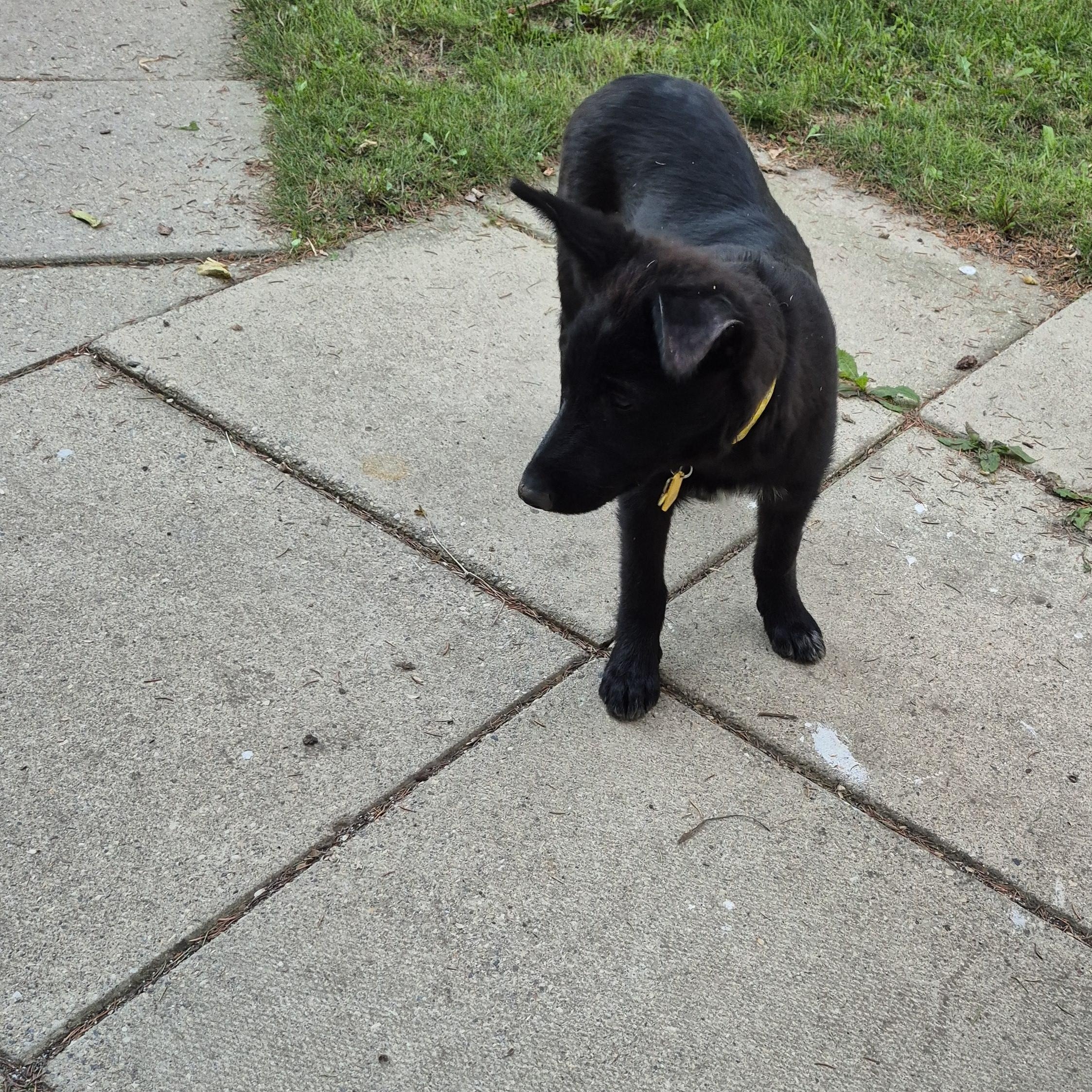 Enlarge Remi, a Adoptable Mixed Breed in Saskatoon, SK image 3/3