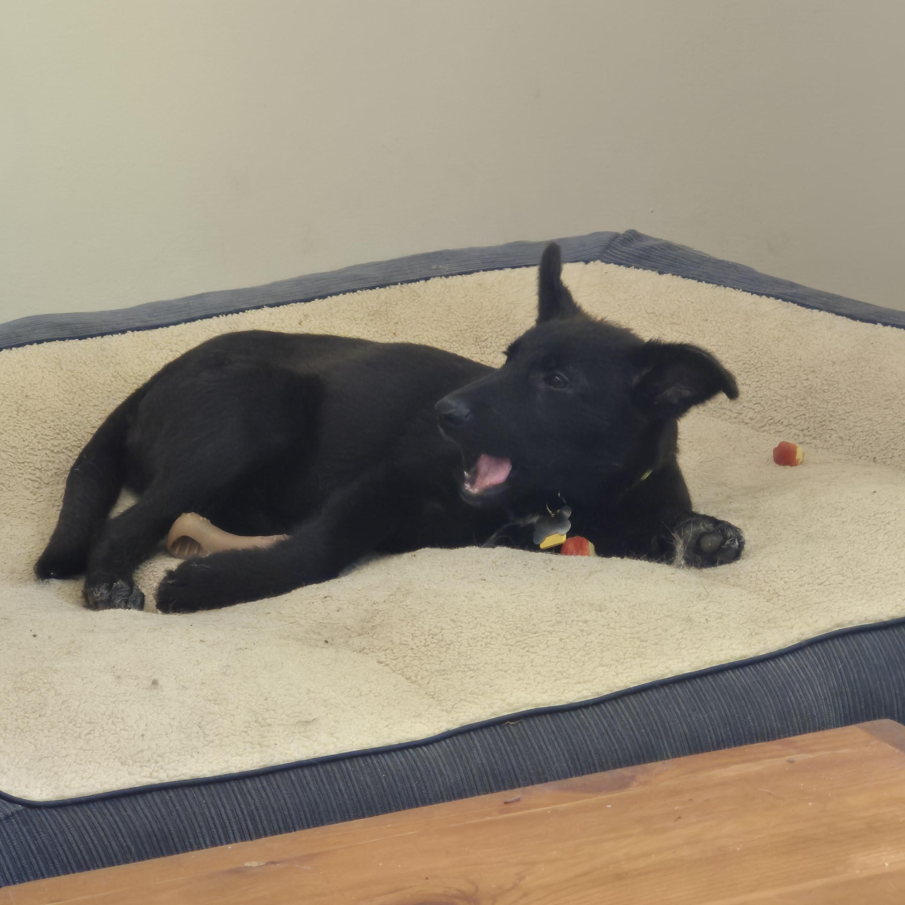 Enlarge Remi, a Adoptable Mixed Breed in Saskatoon, SK image 2/3