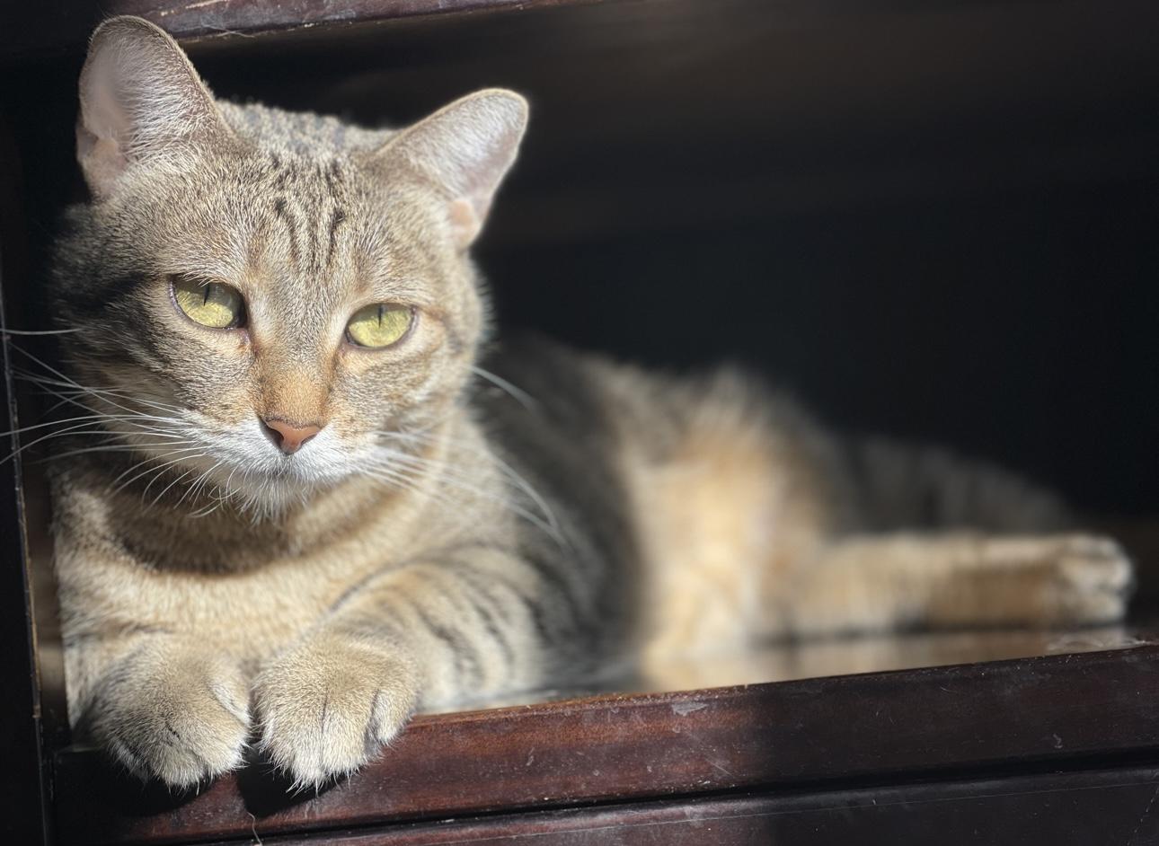 Enlarge Bjork (bonded to Abba), a Adoptable Domestic Short Hair in Los Angeles, CA image 1/6