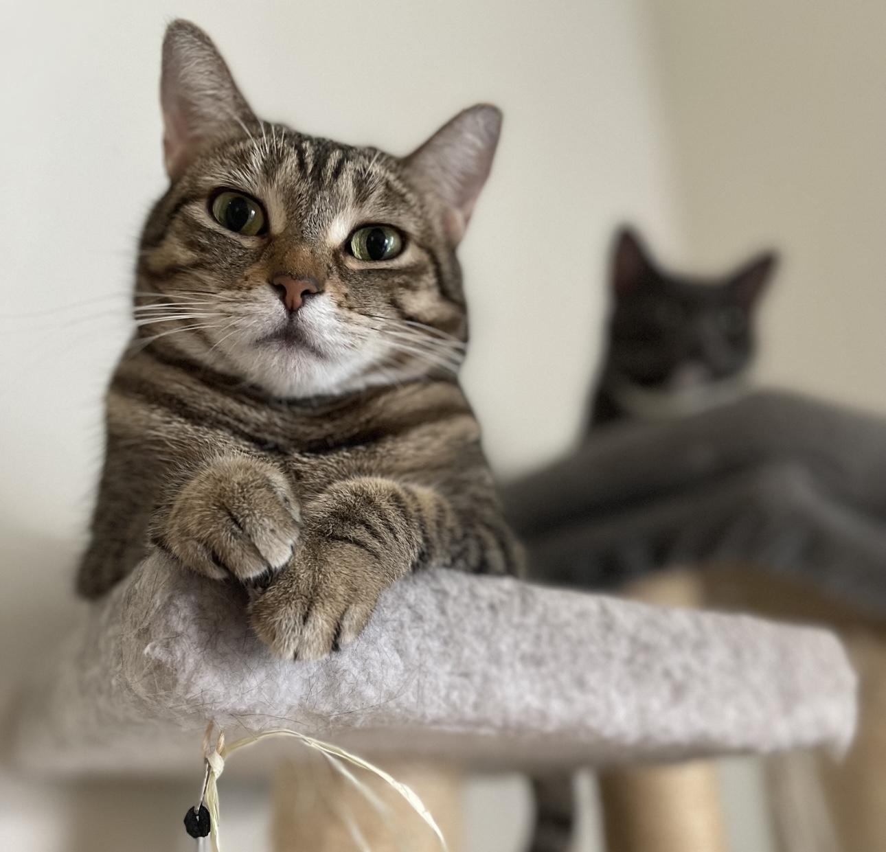 Enlarge Bjork (bonded to Abba), a Adoptable Domestic Short Hair in Los Angeles, CA image 5/6