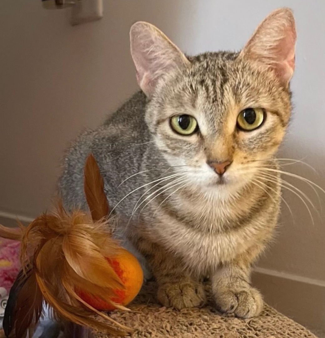 Enlarge Bjork (bonded to Abba), a Adoptable Domestic Short Hair in Los Angeles, CA image 2/6