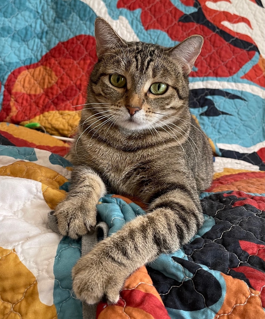Cat for adoption - Bjork (bonded to Abba), a Domestic Short
