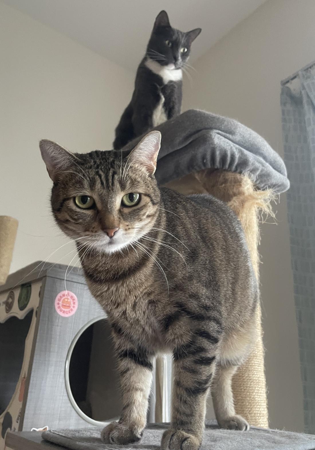 Enlarge Bjork (bonded to Abba), a Adoptable Domestic Short Hair in Los Angeles, CA image 6/6