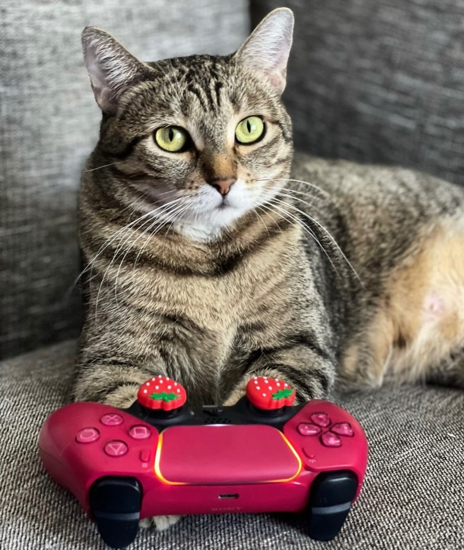 Enlarge Bjork (bonded to Abba), a Adoptable Domestic Short Hair in Los Angeles, CA image 4/6