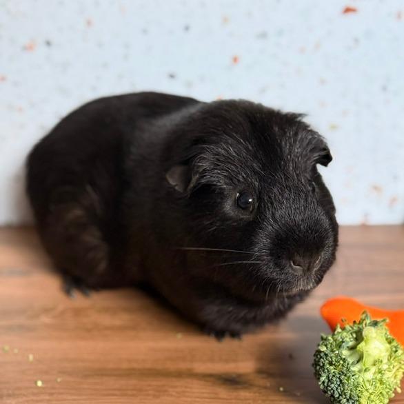 Enlarge Shadow M11790, a Adoptable Guinea Pig in Blaine, MN image 1/6