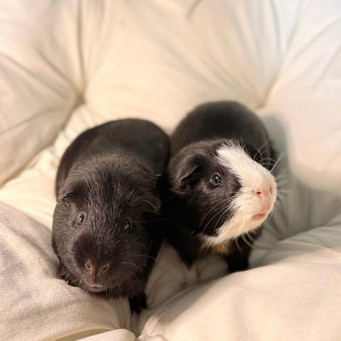 Enlarge Shadow M11790, a Adoptable Guinea Pig in Blaine, MN image 2/6