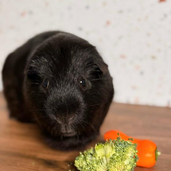 Enlarge Shadow M11790, a Adoptable Guinea Pig in Blaine, MN image 4/6