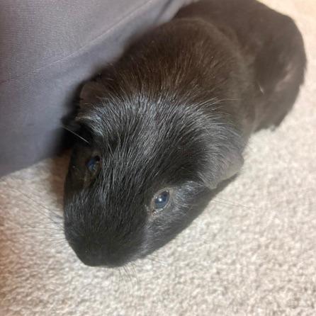 Enlarge Shadow M11790, a Adoptable Guinea Pig in Blaine, MN image 5/6