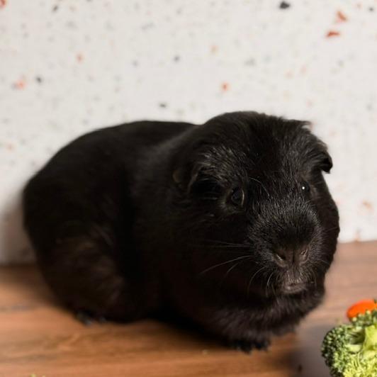 Enlarge Shadow M11790, a Adoptable Guinea Pig in Blaine, MN image 6/6