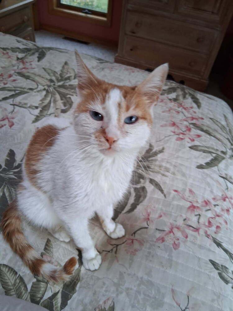 APRIL, Adoptable, Young Female Domestic Short Hair.