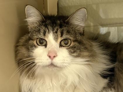 Enlarge Baby, a Adoptable mixed breed in Virginia Beach, VA image 1/1