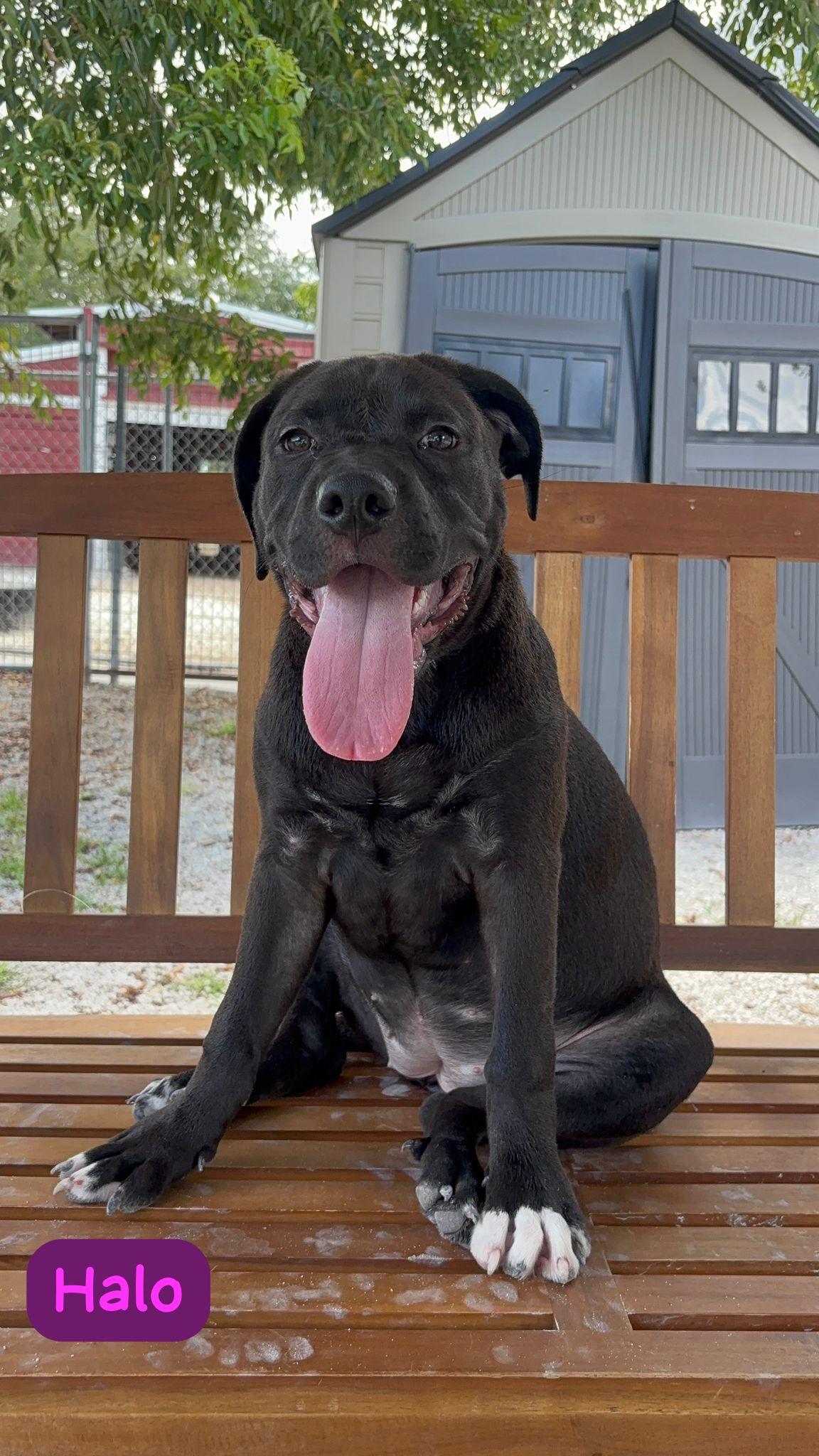 Meet Halo an affectionate female dog who will capture your heart with her sweet nature This loving