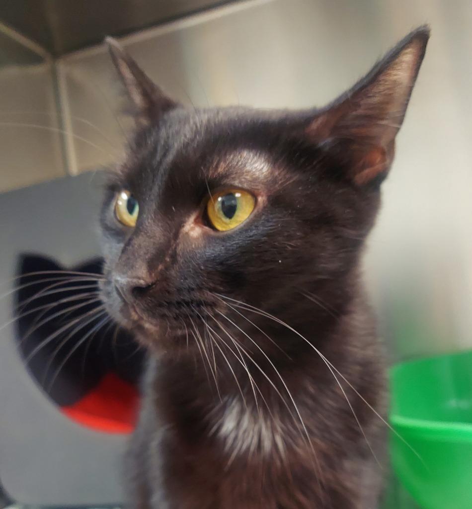 Luna, Adoptable, Adult Female Domestic Short Hair.