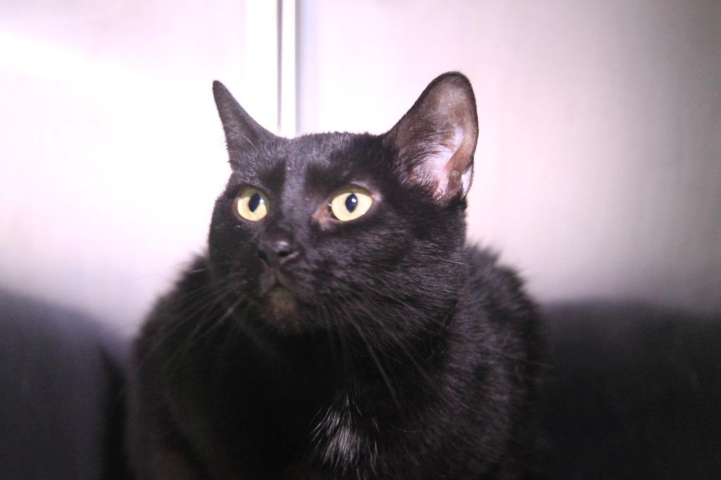 Enlarge Luna, a Adoptable mixed breed in Utica, MI image 2/3