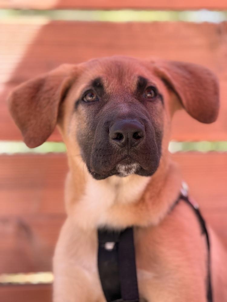 Hank, a Adoptable mixed breed in Pleasant Hill, CA image 1/3