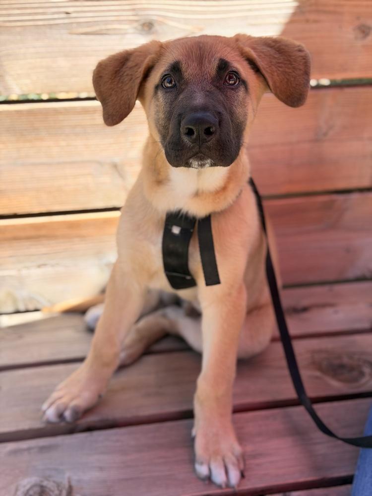 Hank, a Adoptable mixed breed in Pleasant Hill, CA image 2/3