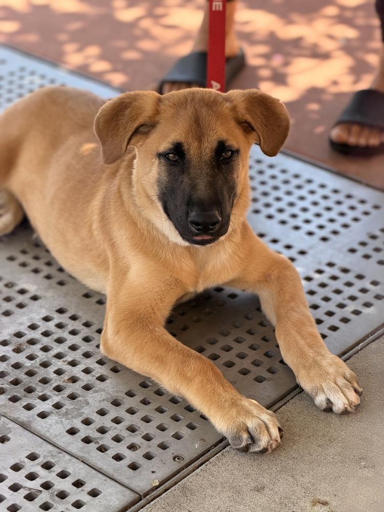 Hank, a Adoptable mixed breed in Pleasant Hill, CA image 3/3