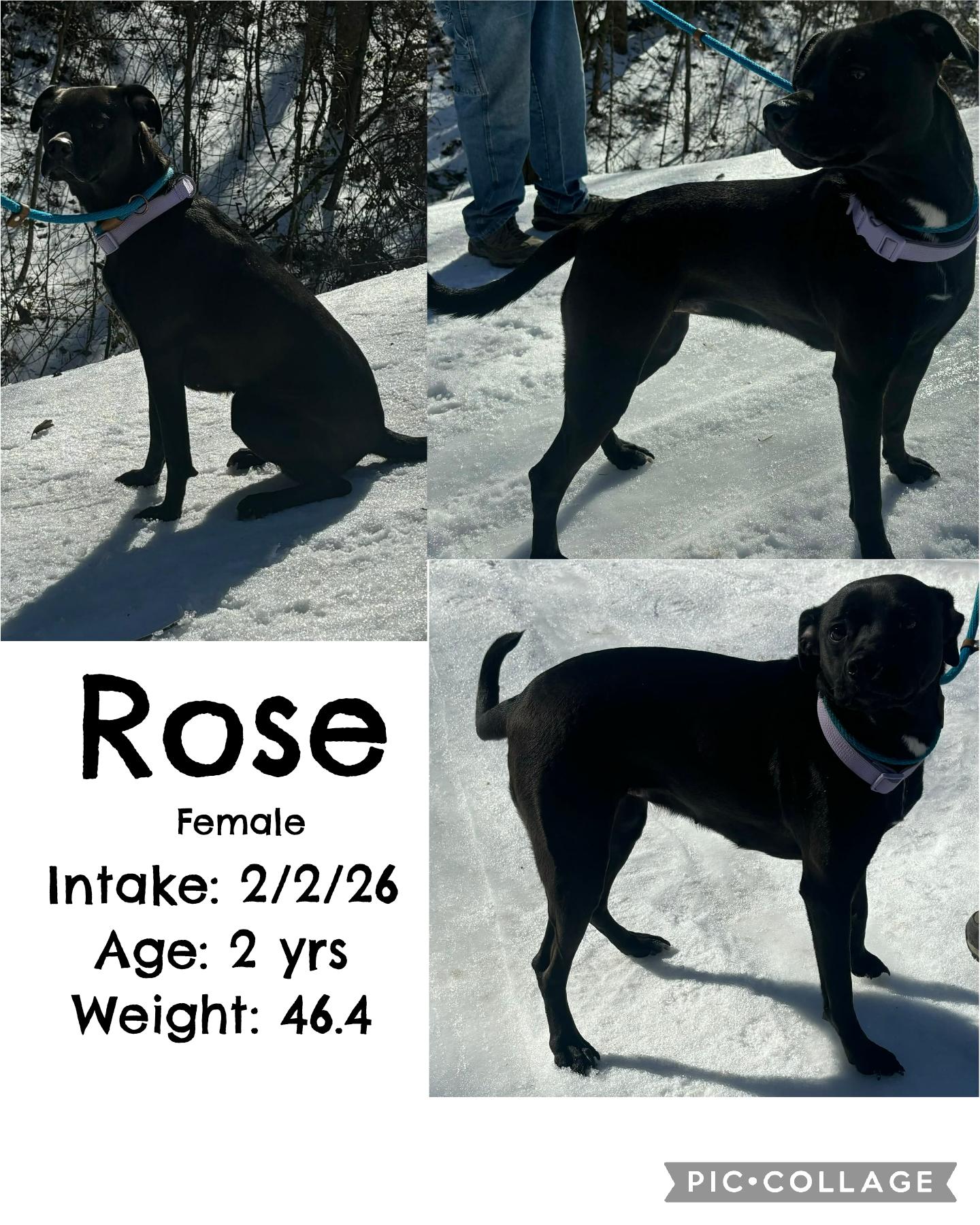 Enlarge Rose, a ADOPTABLE mixed breed in Staffordsville, KY image 1/1