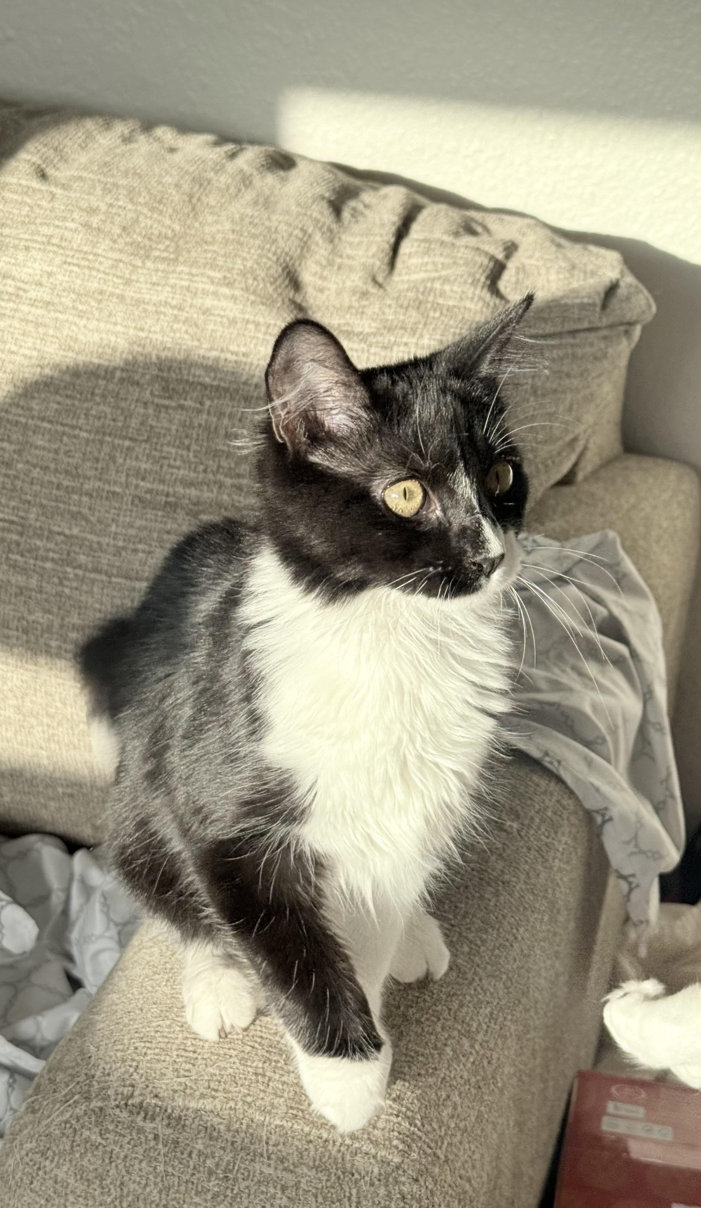 Cassie, Adoptable, Kitten Female Tuxedo.