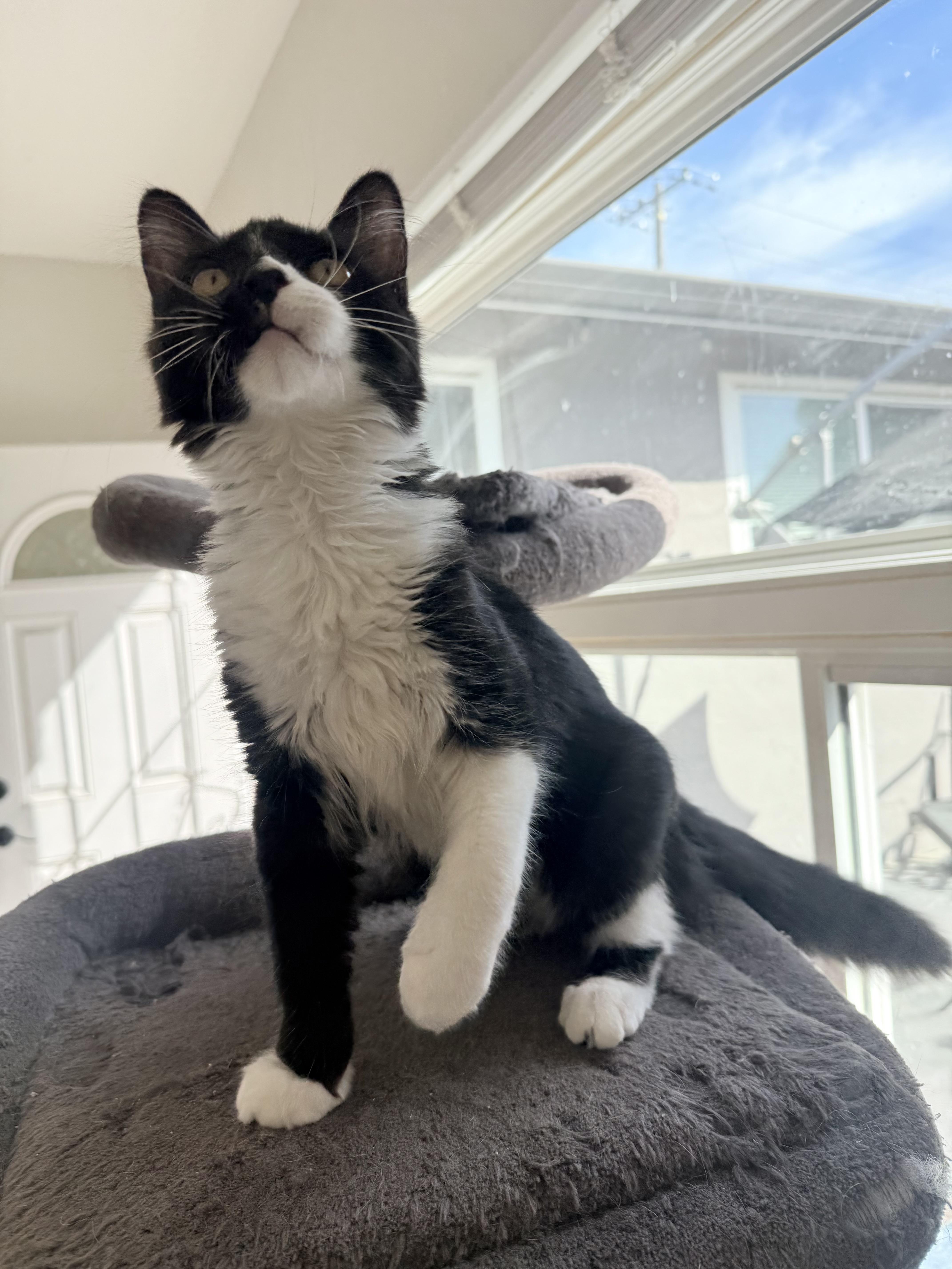 Enlarge Cassie, a Adoptable Tuxedo in Campbell, CA image 3/6