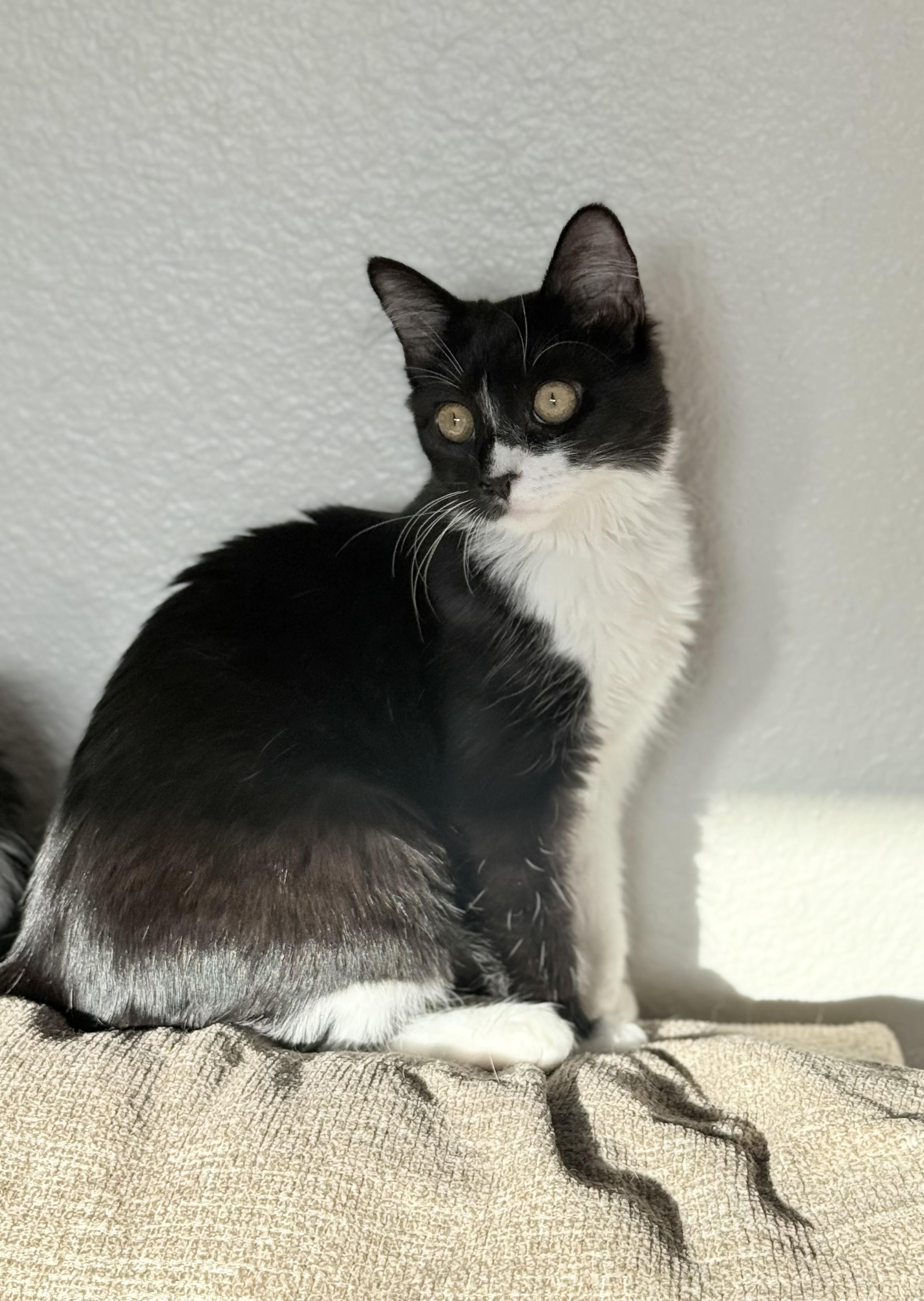 Enlarge Cassie, a Adoptable Tuxedo in Campbell, CA image 4/6