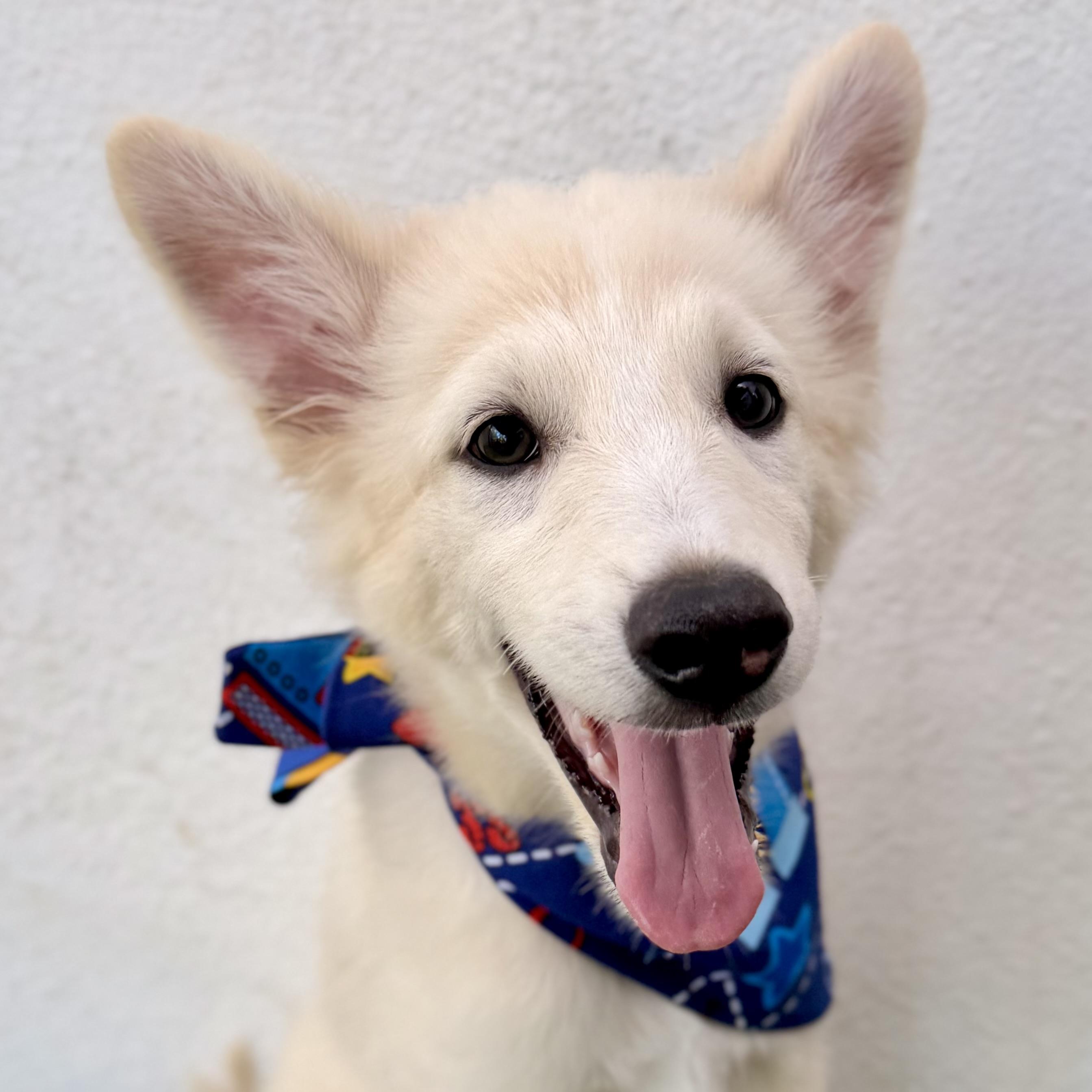 Enlarge BAMBAM, an adopted mixed breed in La Jolla, CA image 4/6