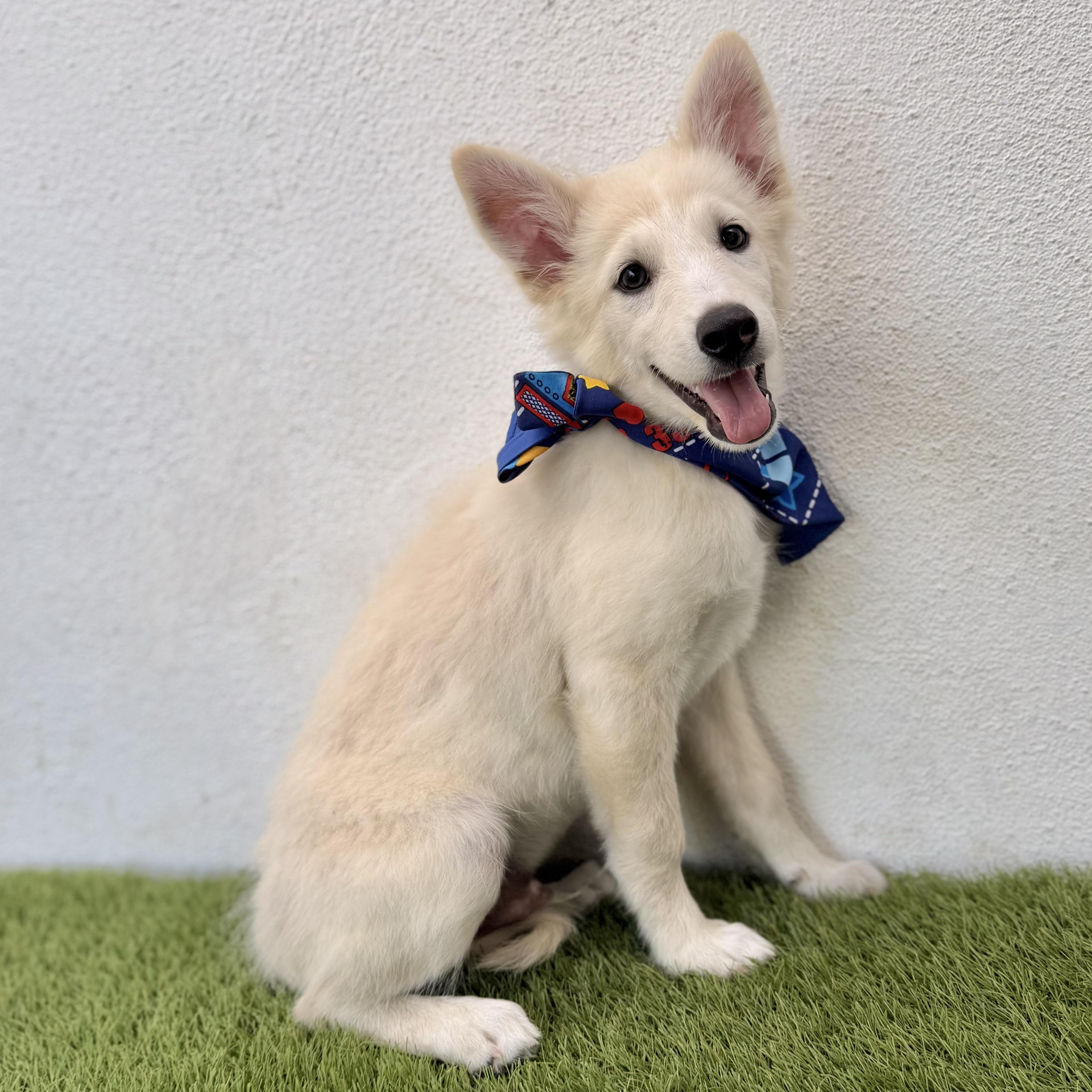 Enlarge BAMBAM, an adopted mixed breed in La Jolla, CA image 3/6
