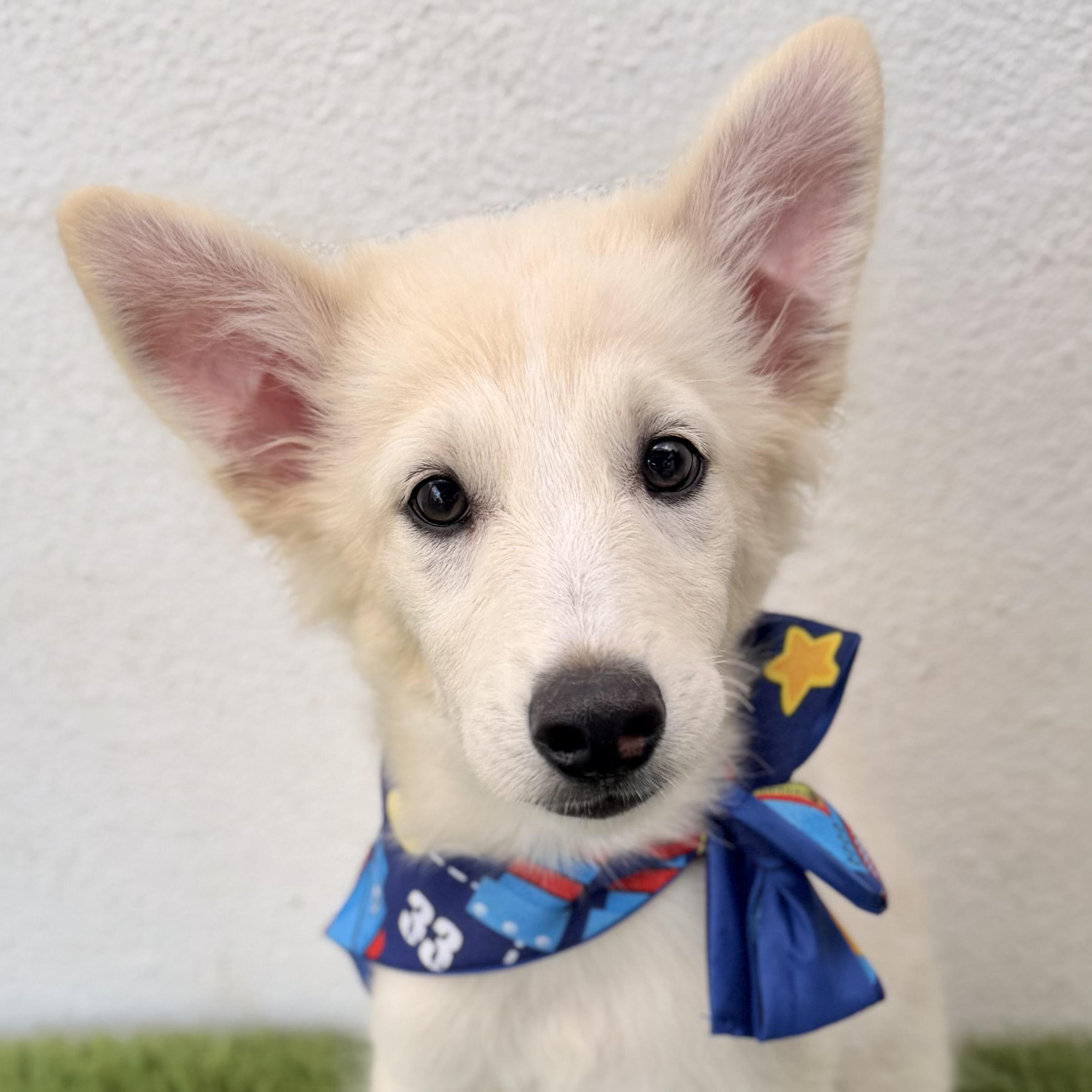 Enlarge BAMBAM, an adopted mixed breed in La Jolla, CA image 1/6