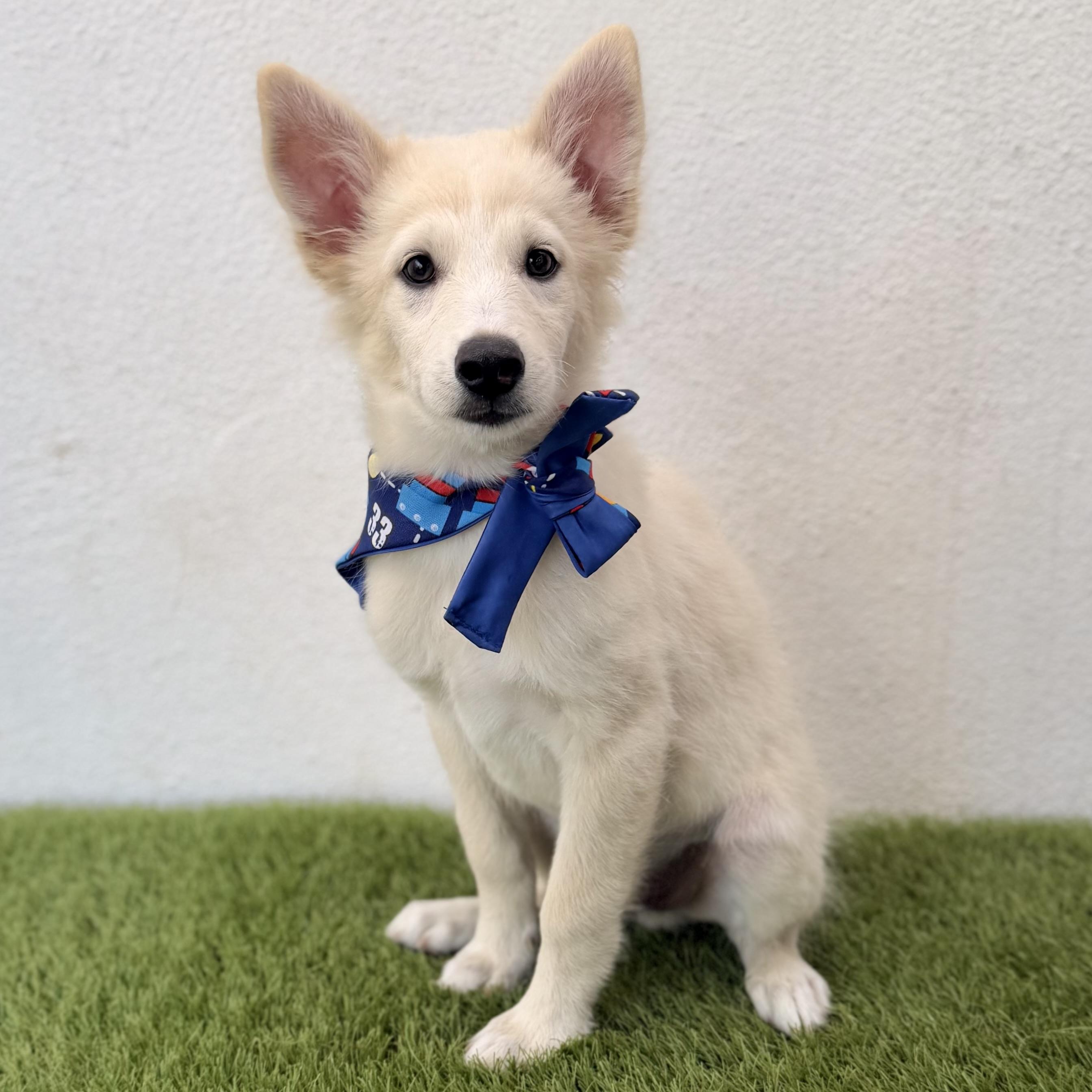 Enlarge BAMBAM, an adopted mixed breed in La Jolla, CA image 5/6