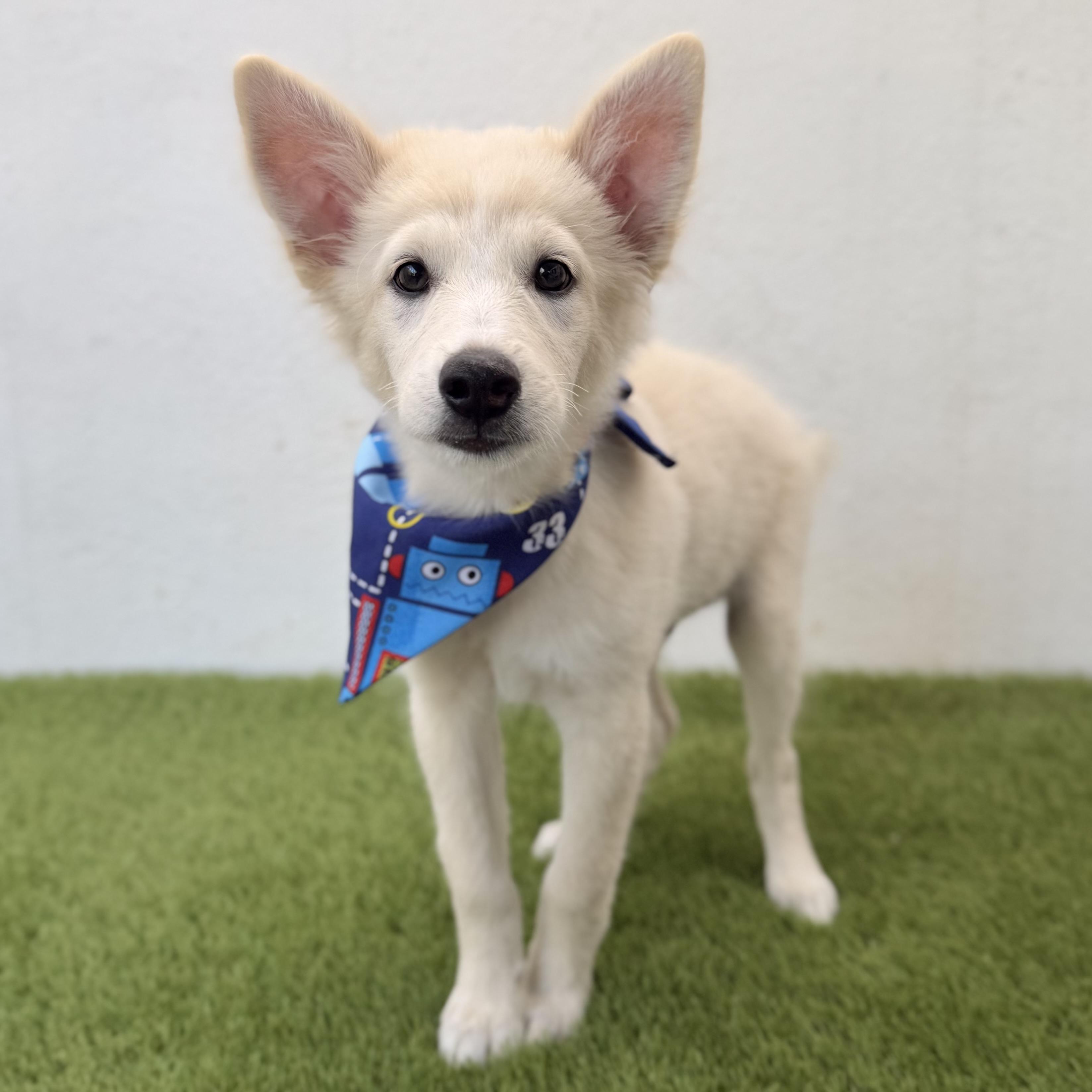 Enlarge BAMBAM, an adopted mixed breed in La Jolla, CA image 2/6