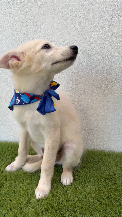 Enlarge BAMBAM, an adopted mixed breed in La Jolla, CA video 6/6