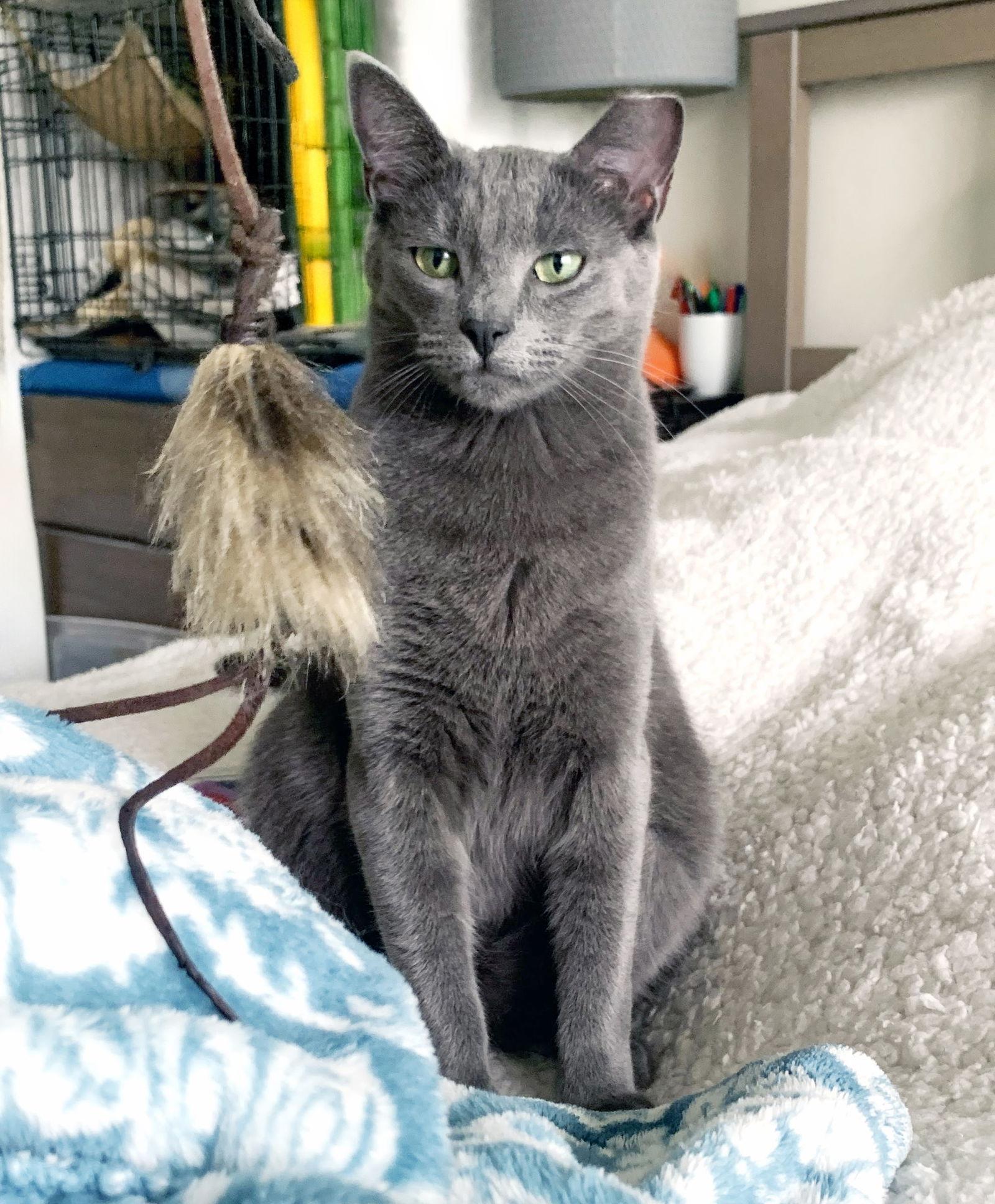 Yoshi, Adoptable, Young Male Domestic Short Hair & Russian Blue.
