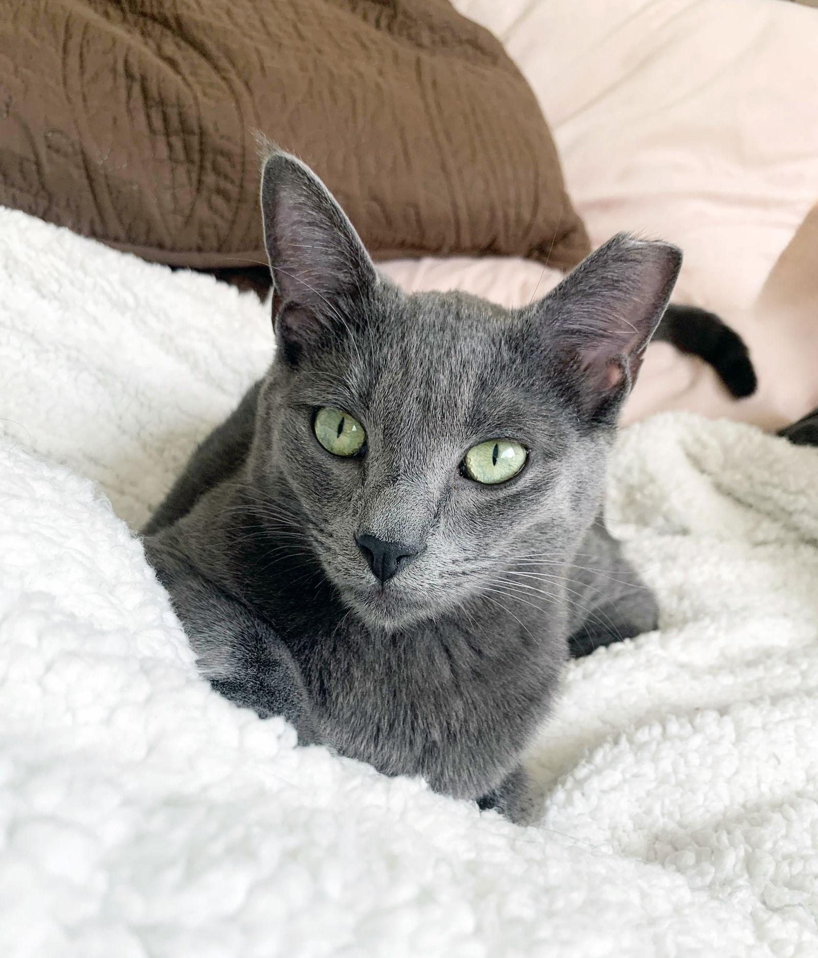 Enlarge Yoshi, a Adoptable mixed breed in Alameda, CA image 3/3