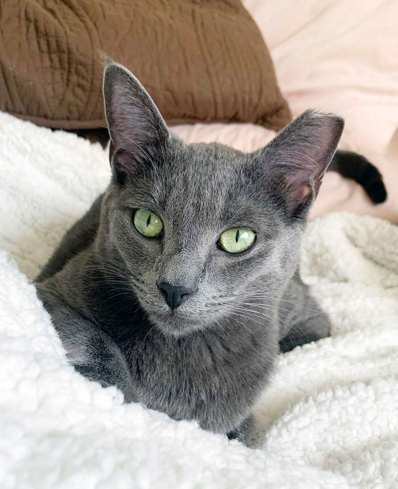 Yoshi, Adoptable, Young Male Domestic Short Hair & Russian Blue.