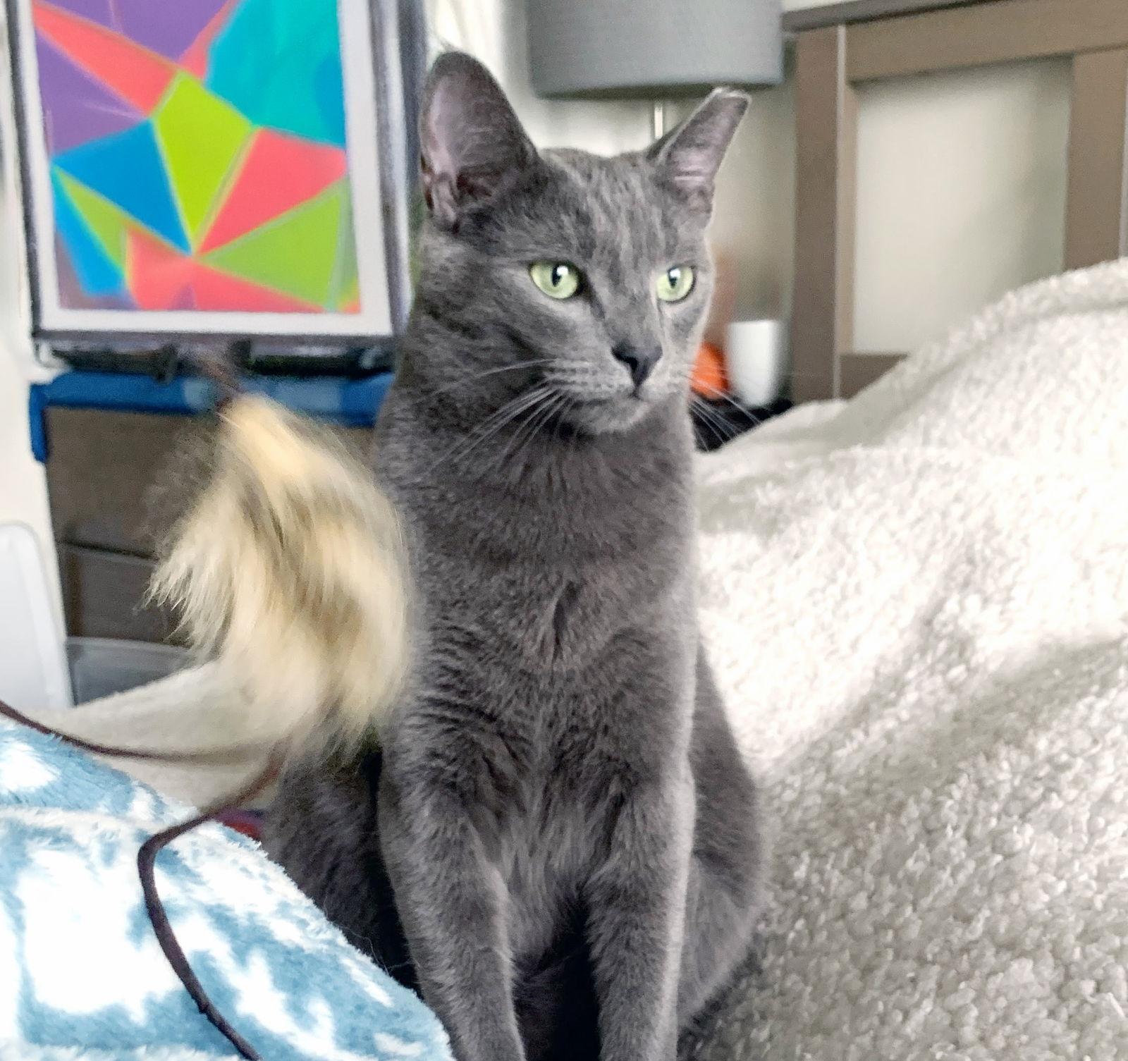 Enlarge Yoshi, a Adoptable mixed breed in Alameda, CA image 3/3