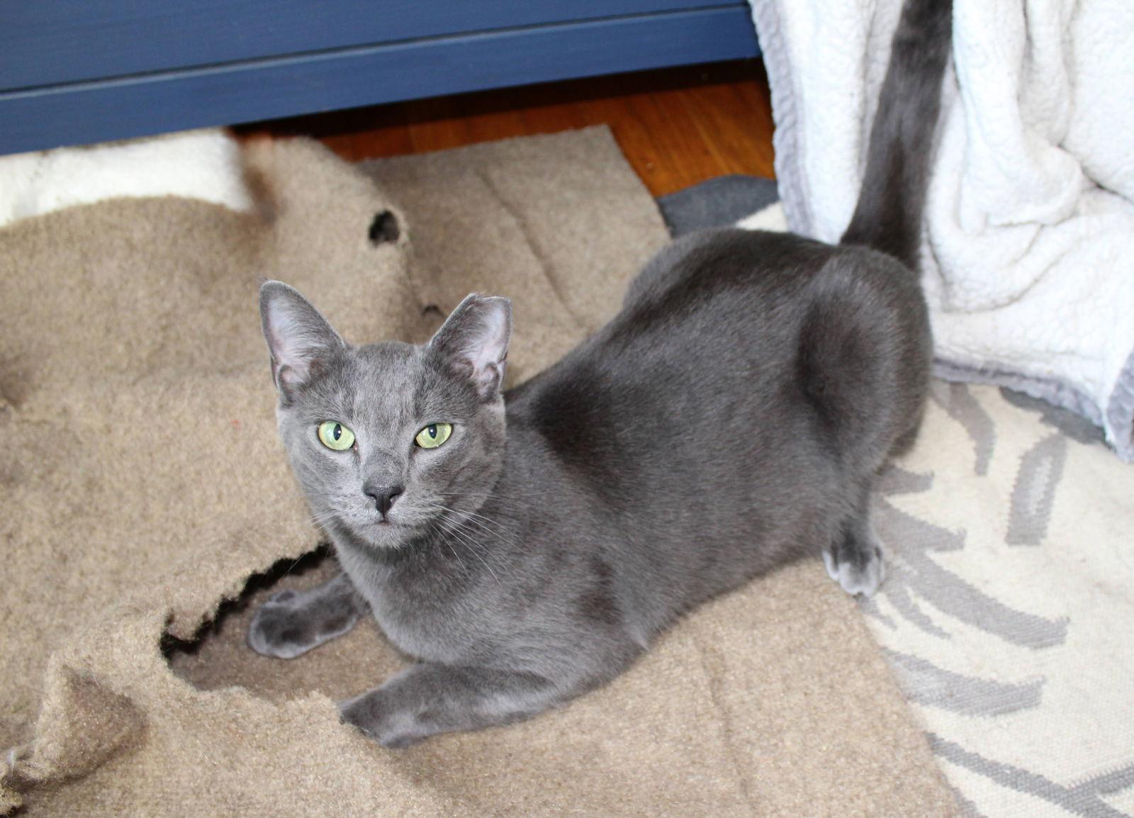 Yoshi, Adoptable, Young Male Domestic Short Hair & Russian Blue.
