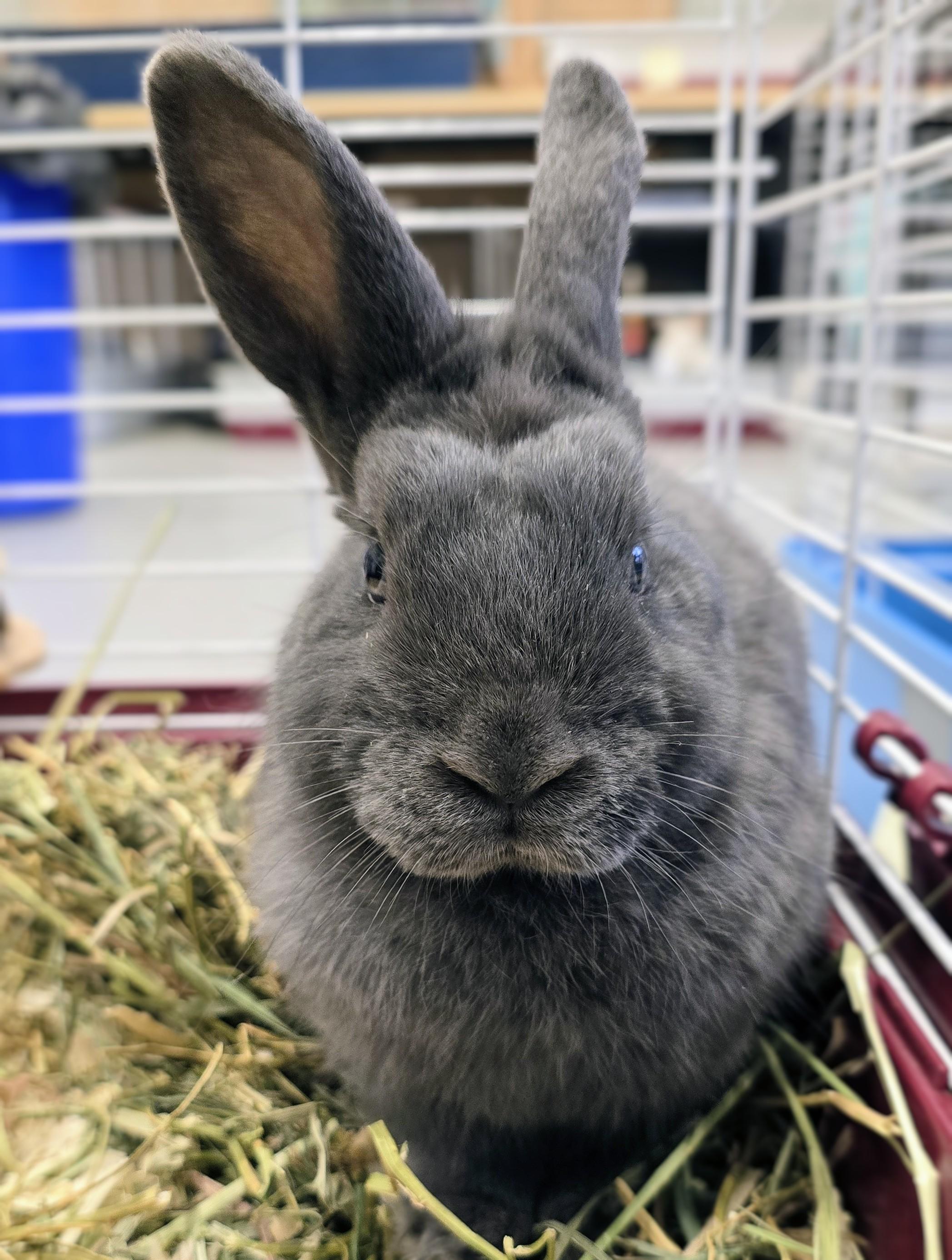 Enlarge #84 Cinnamon Toast, an adopted Dwarf in Amityville, NY image 2/2