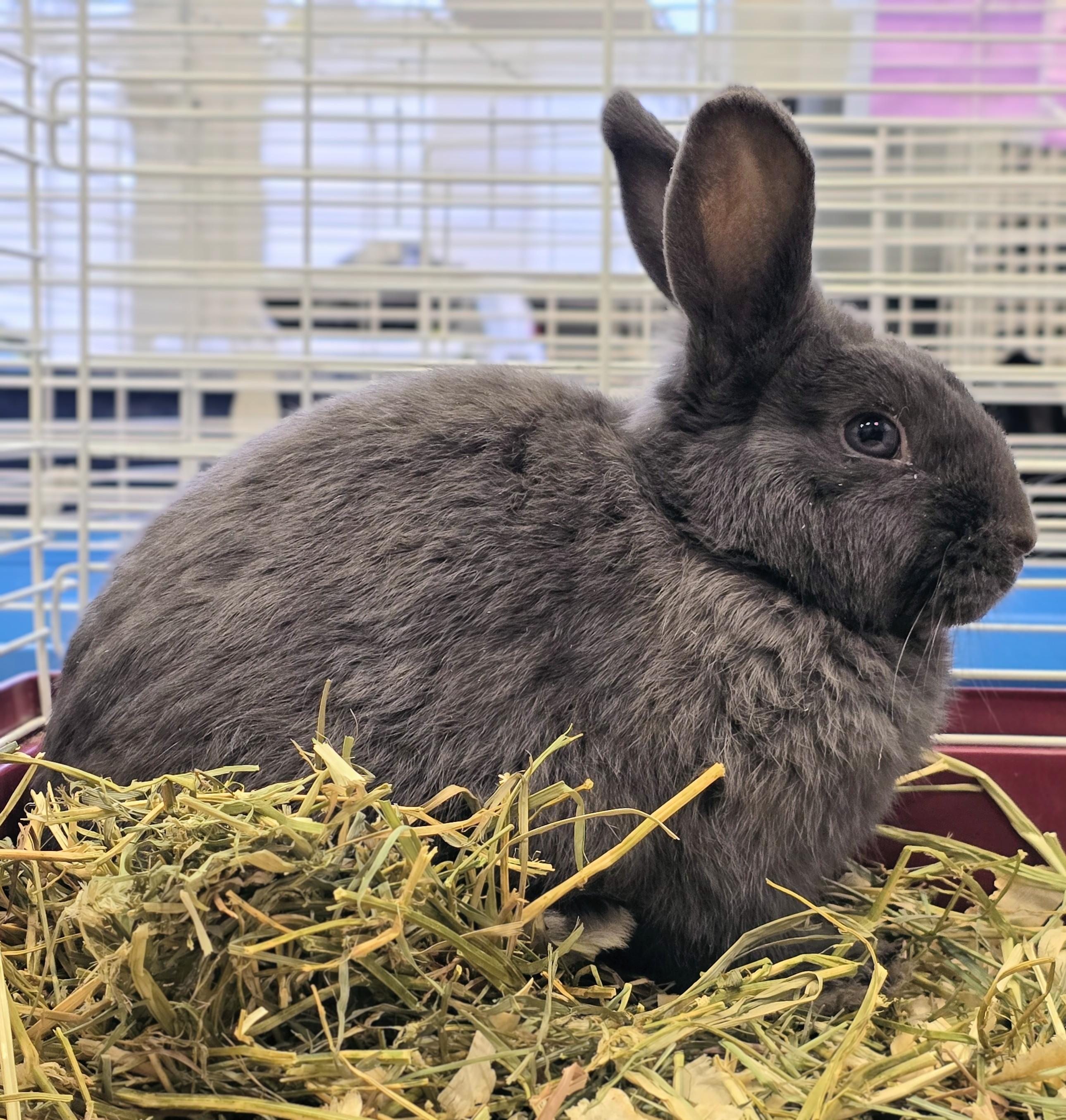 #84 Cinnamon Toast, adopted, Young Female Dwarf.