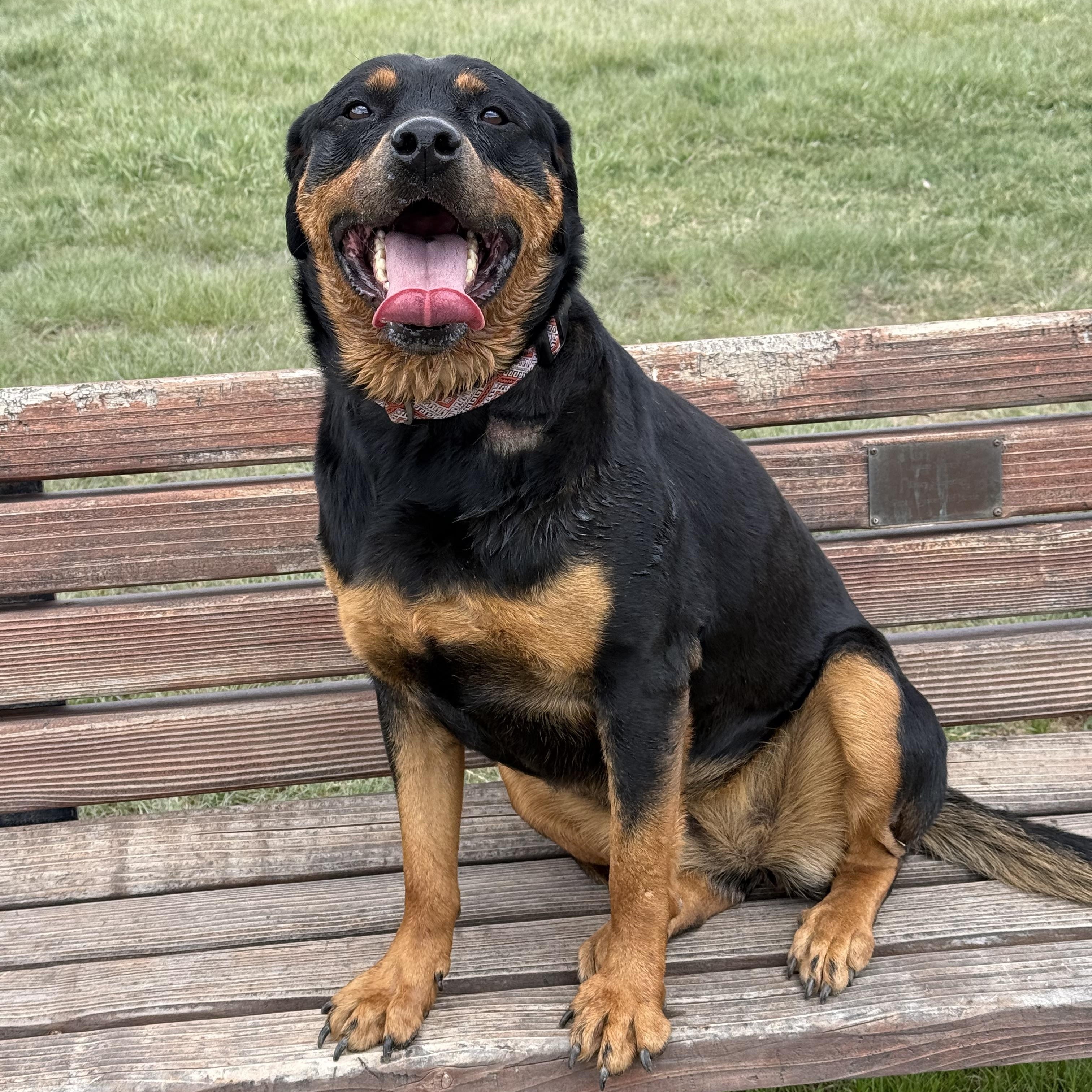 Vega, an adoptable Rottweiler in Eagle, CO image 2/6