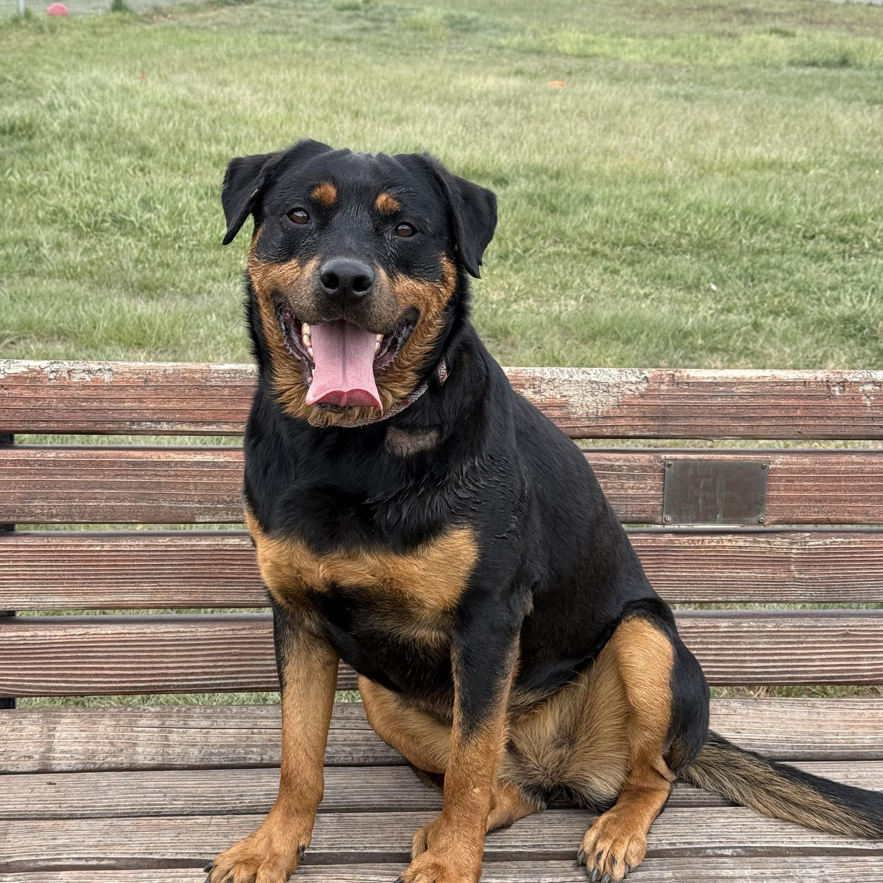 Vega, an adoptable Rottweiler in Eagle, CO image 1/6