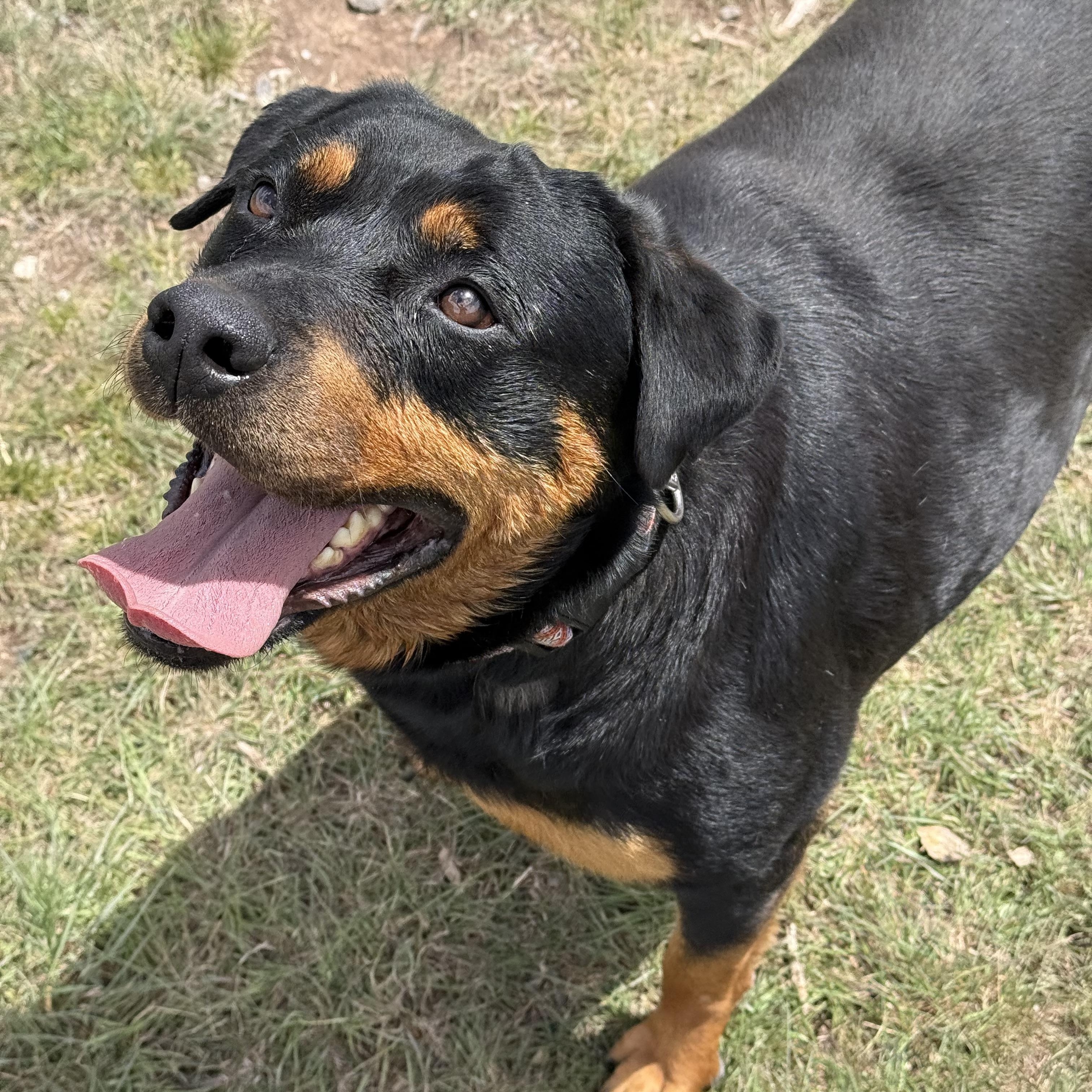Vega, an adoptable Rottweiler in Eagle, CO image 6/6