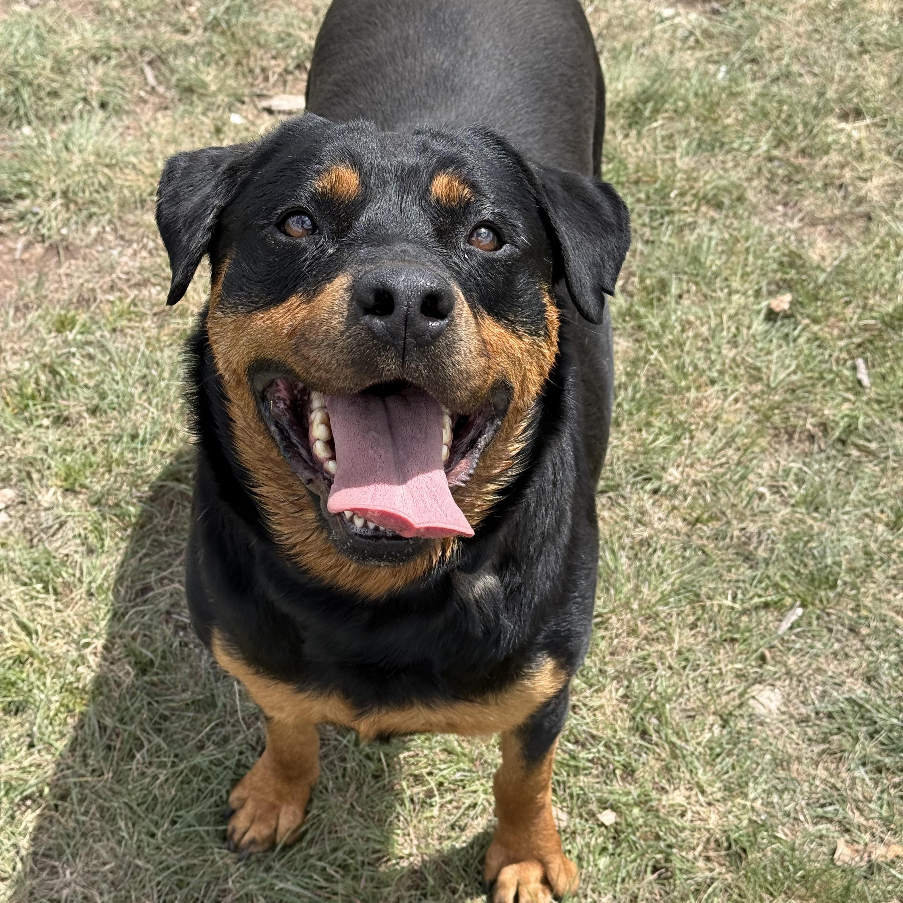 Vega, an adoptable Rottweiler in Eagle, CO image 4/6