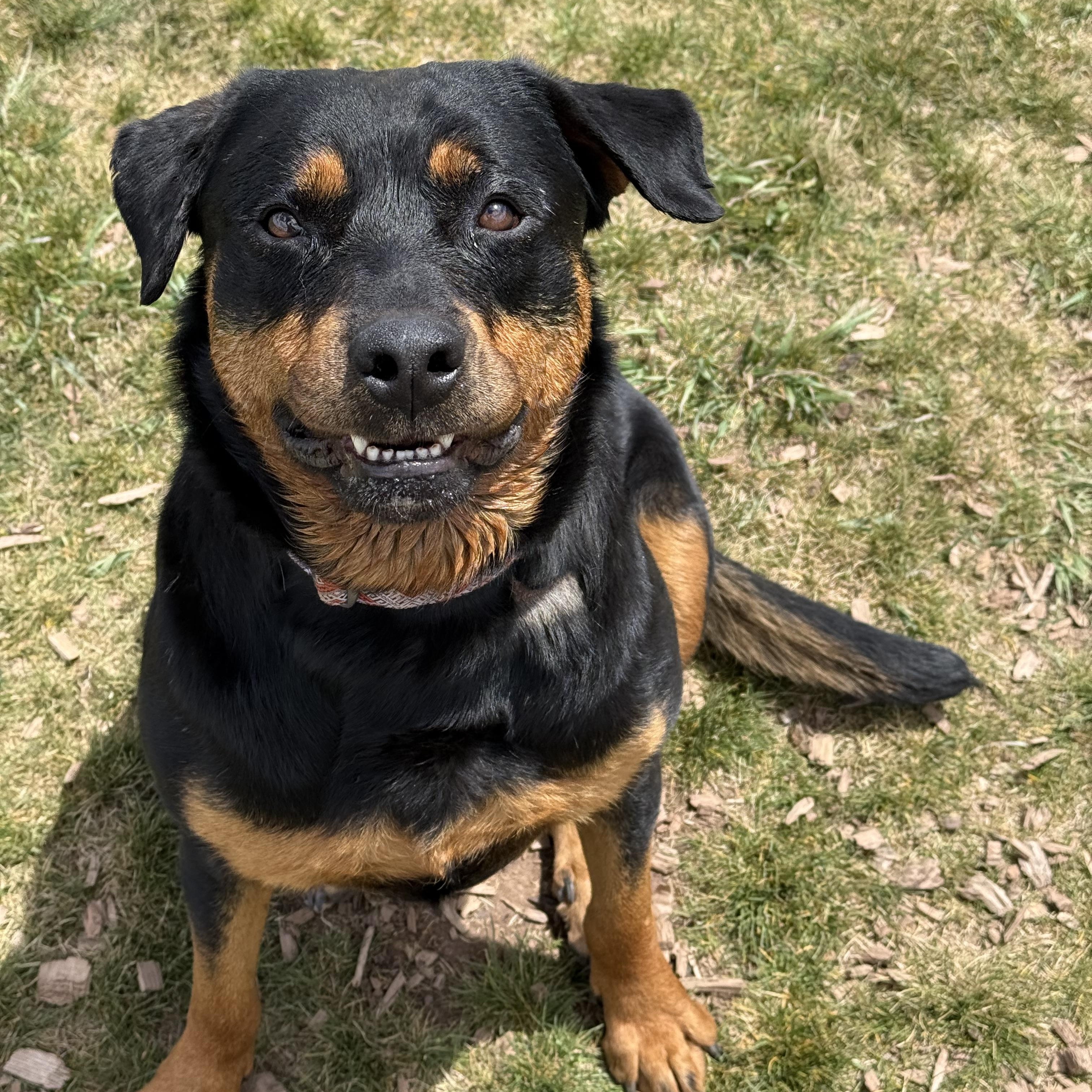 Vega, an adoptable Rottweiler in Eagle, CO image 3/6