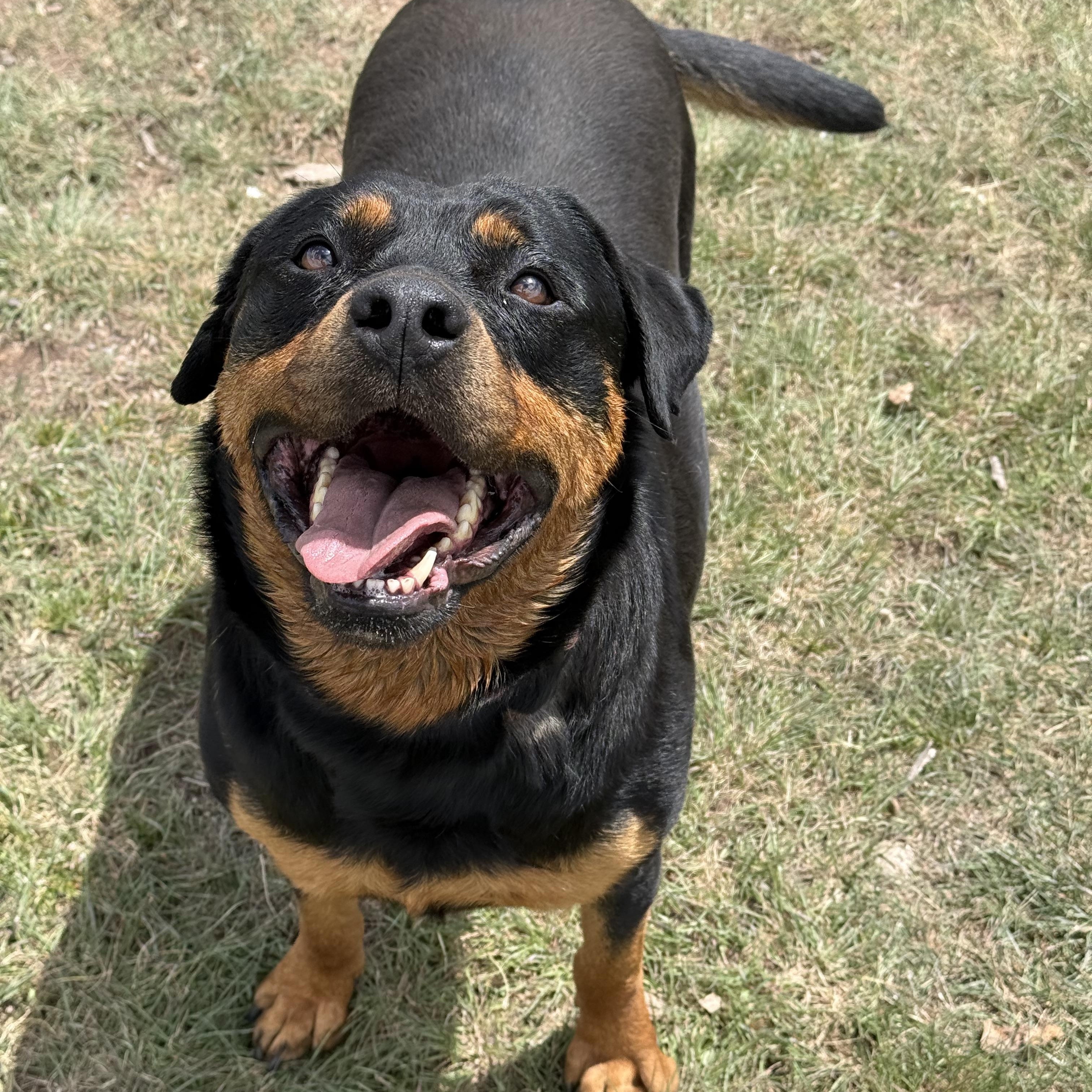 Vega, an adoptable Rottweiler in Eagle, CO image 5/6