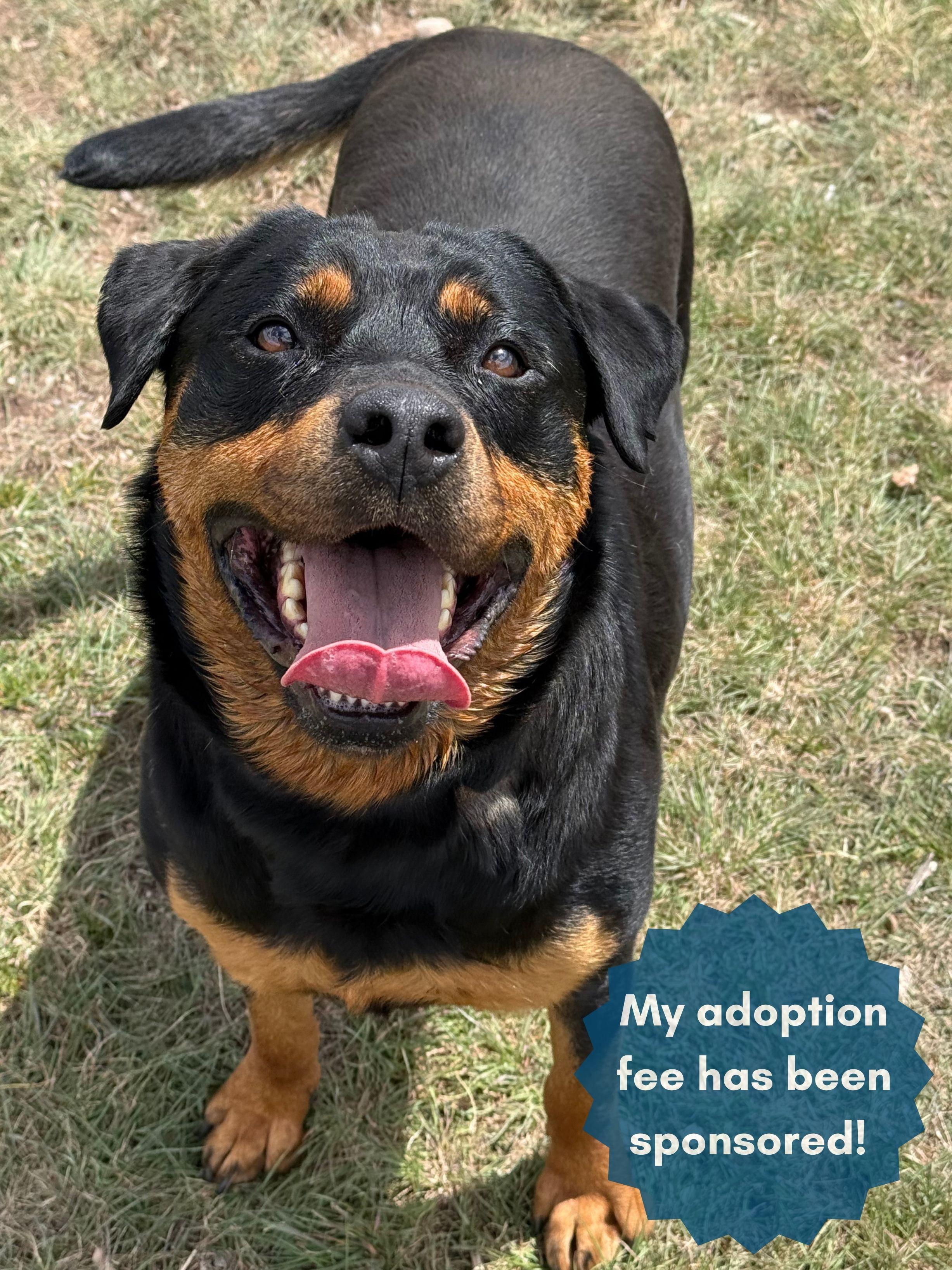 Vega, adoptable, Adult Female Rottweiler.