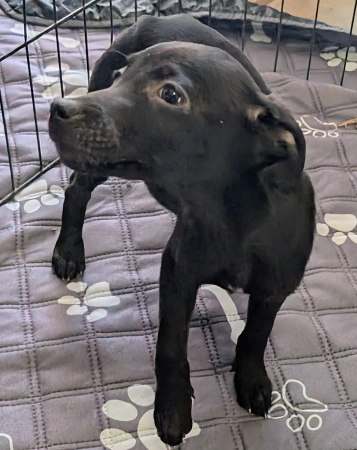 Prancer , ADOPTABLE, Puppy Male Black Labrador Retriever.